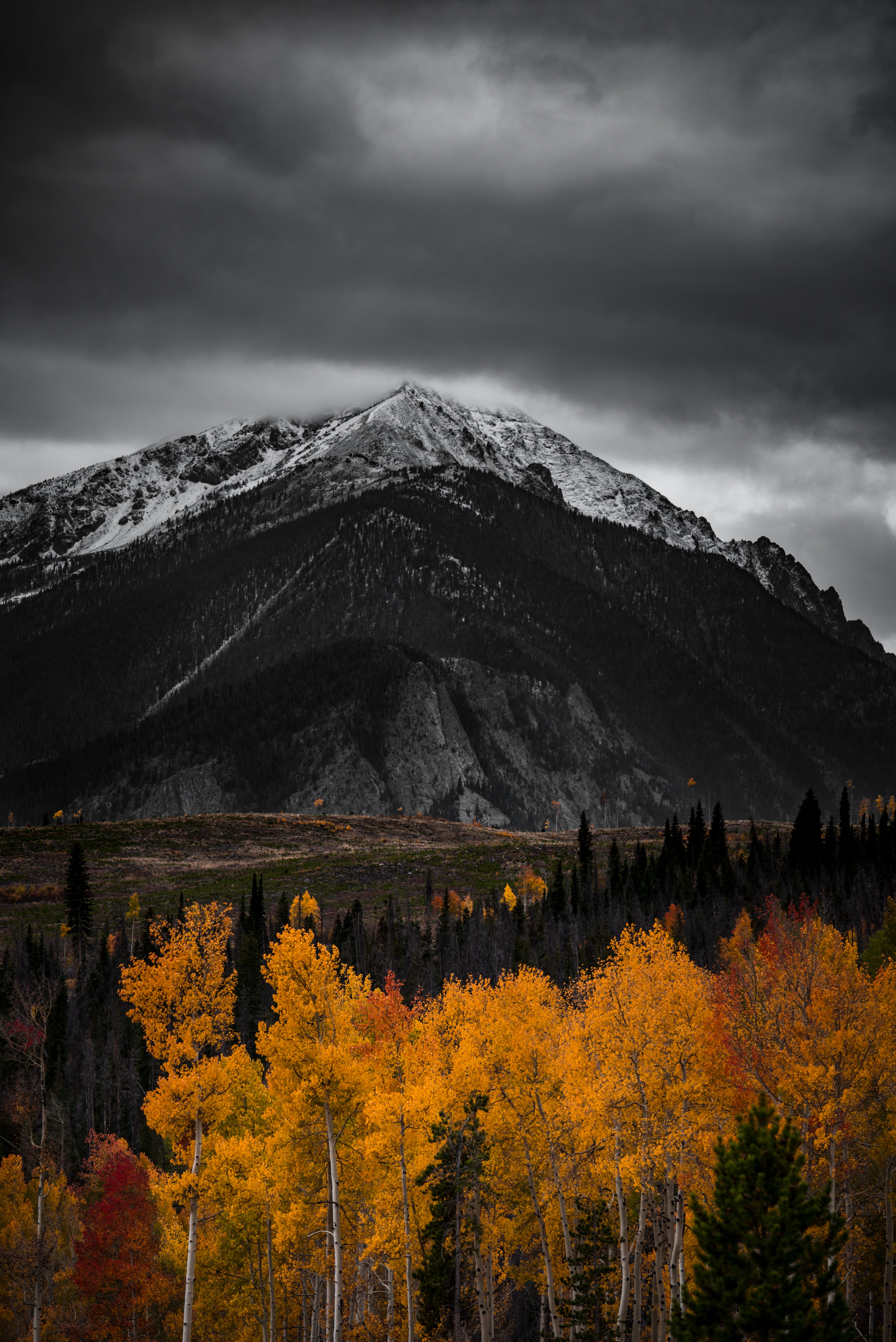 orange trees selective color photo, landscape photography of black and grey mountain