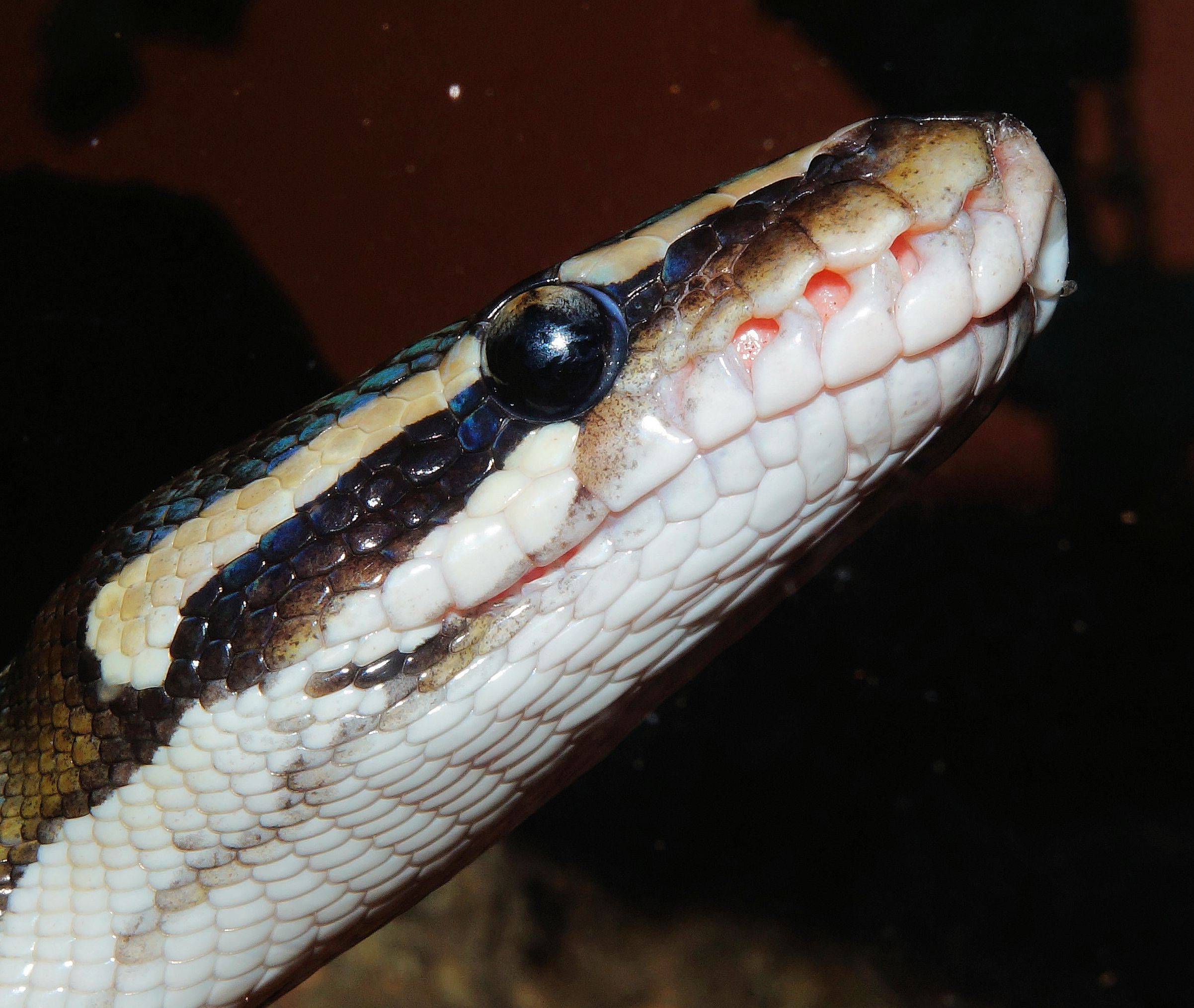 snake, python, ball python, constrictor, animal, scale, beauty