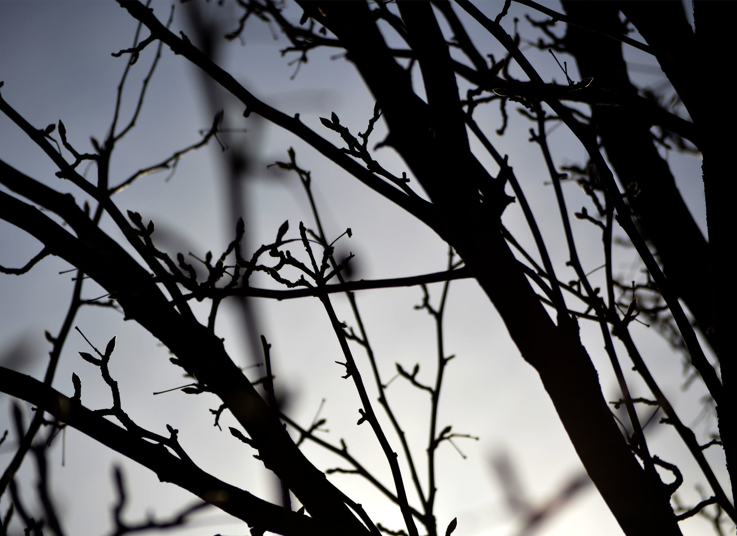 tree, branches, silhouette, shadow, plant, low angle view, sky