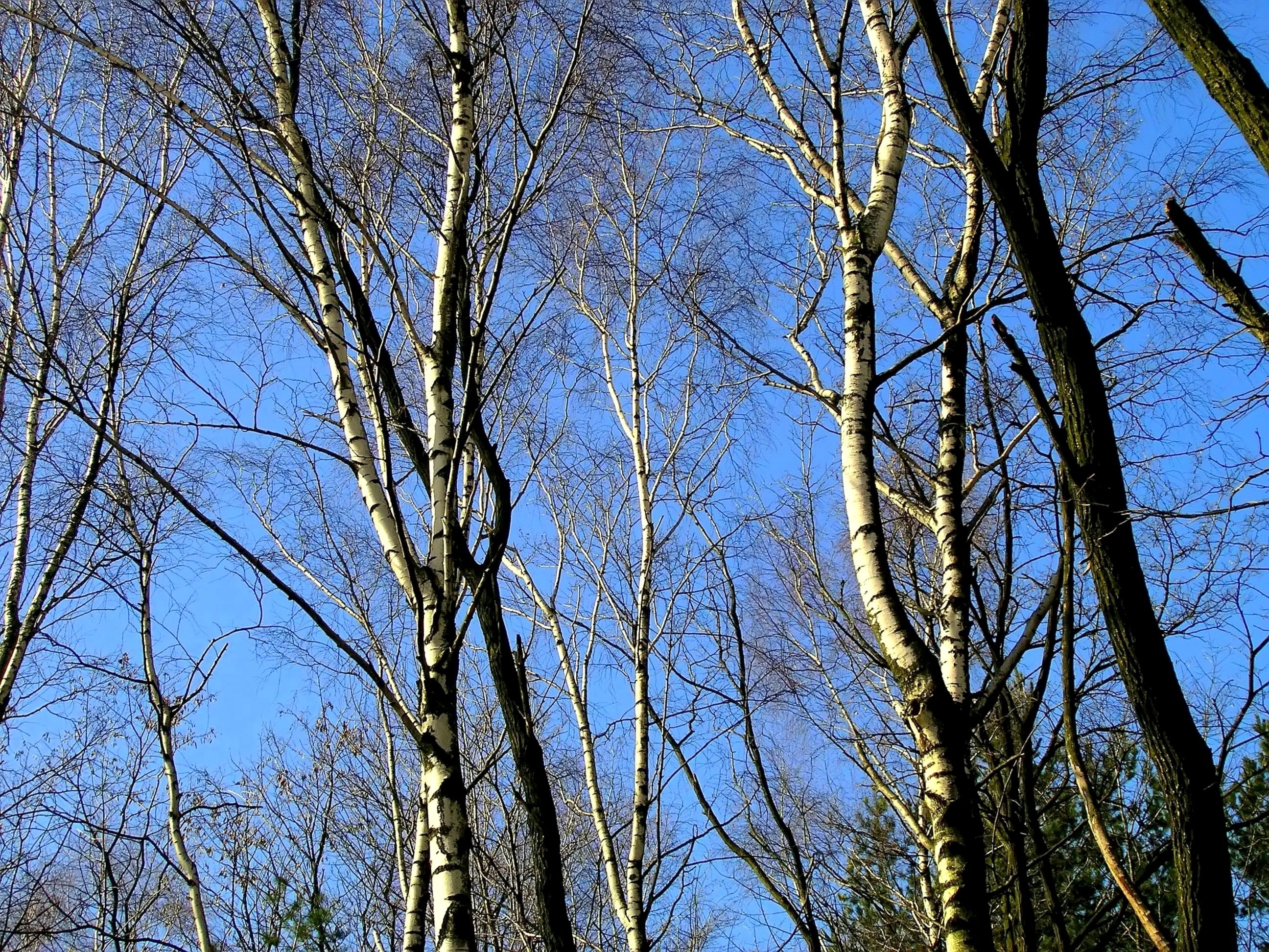 nature, trees, birch, plant, low angle view, sky, bare tree