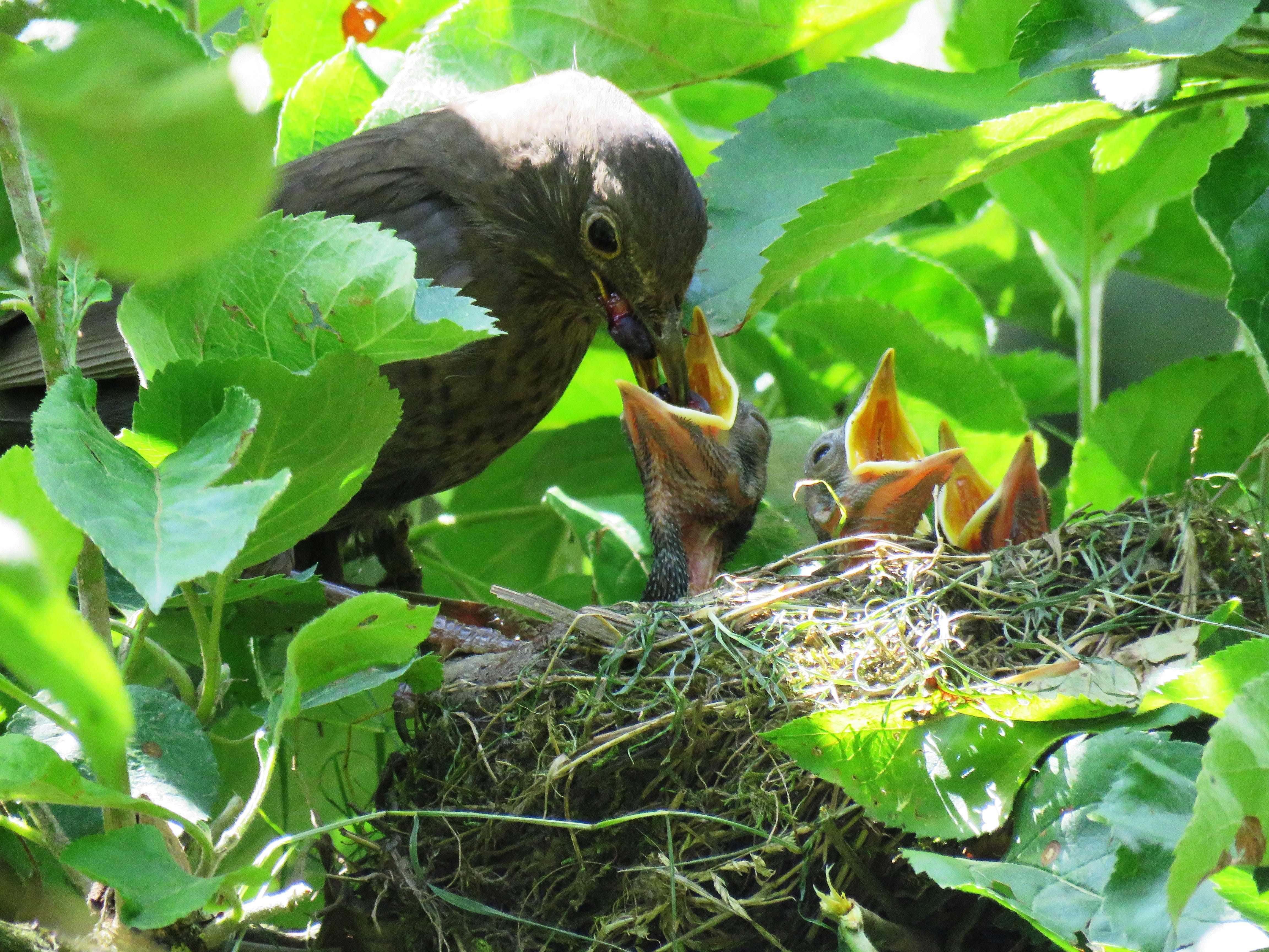 gray bird feeding chicks on nest, Blackbird, Hungry, young birds