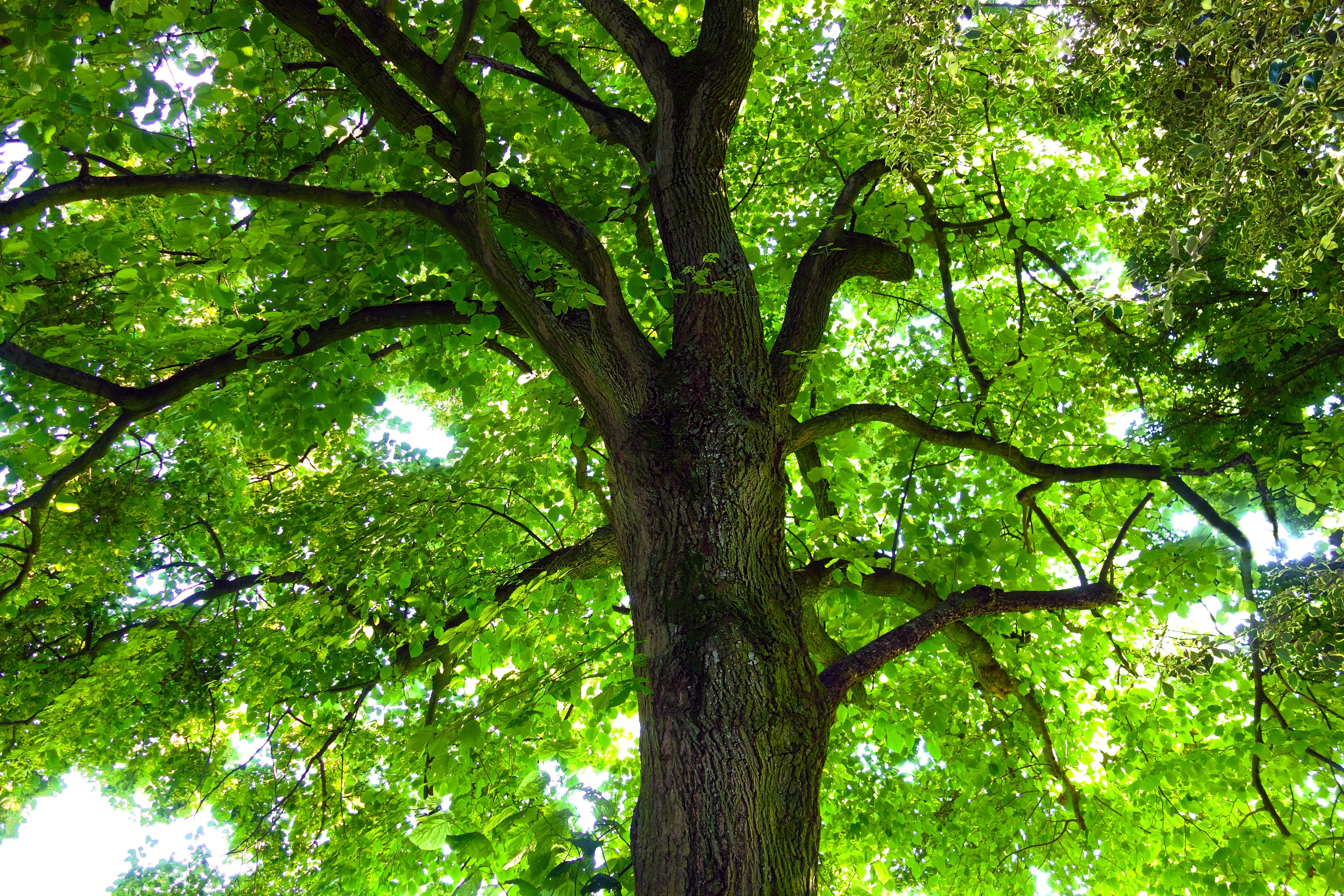 tree, trunk, tree trunk, tree top, branch, foliage, leaf, leaves