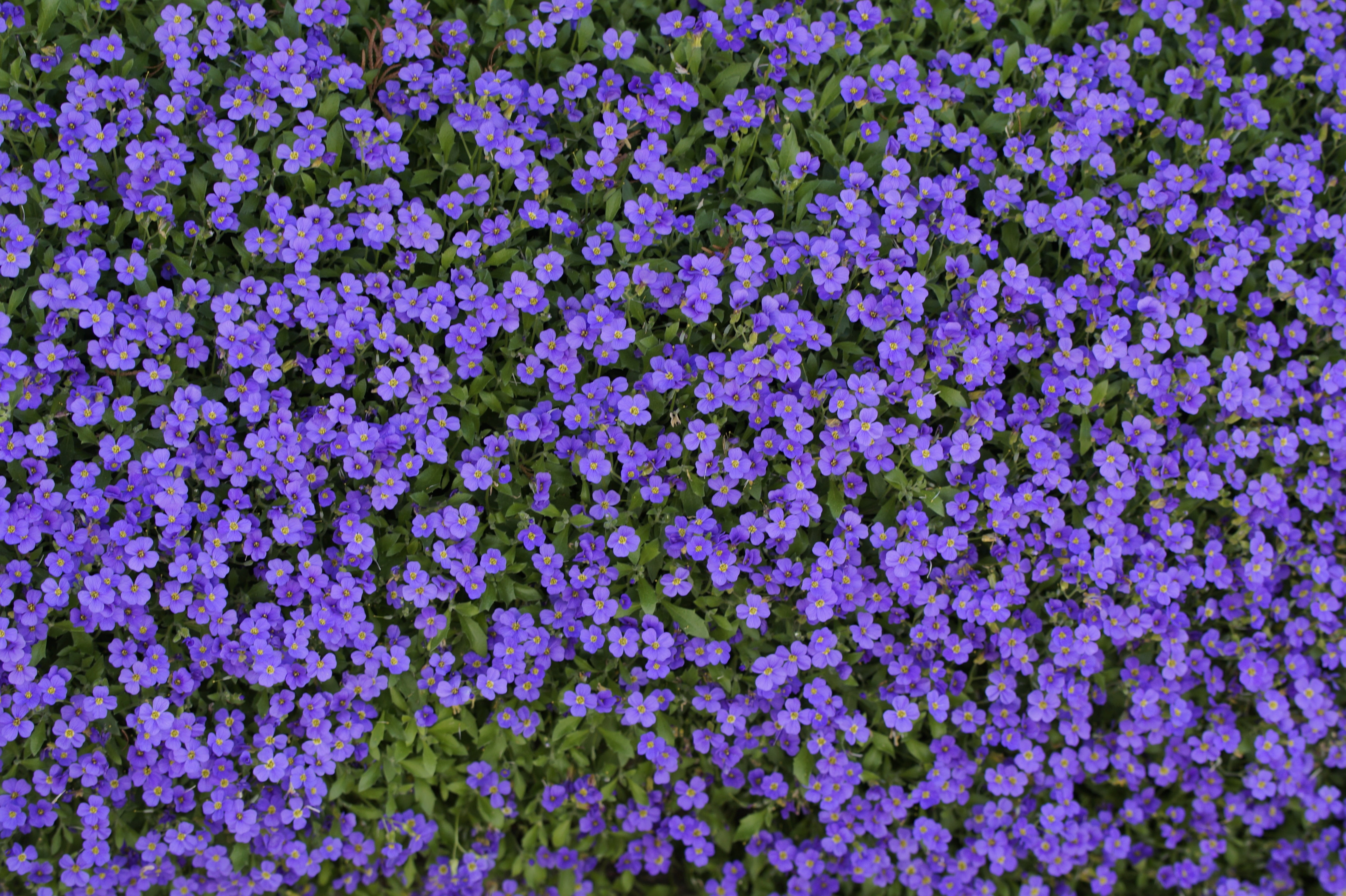 blue pillow, thread, bloom, spring, background, texture, structure