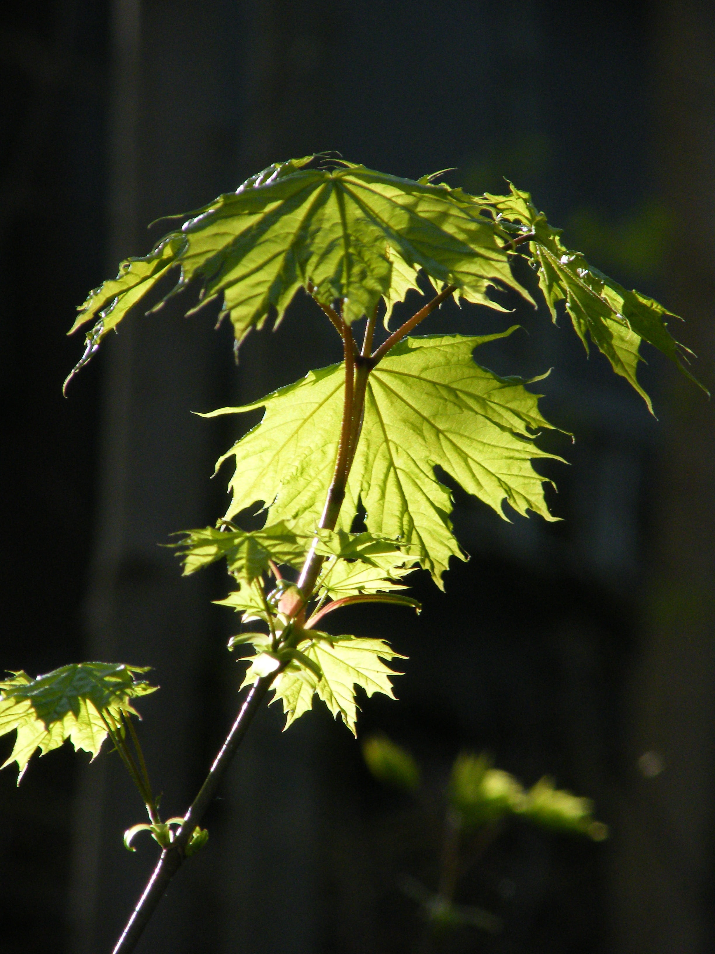 leaf, spring, light, shadow, nature, tree, plant part, focus on foreground