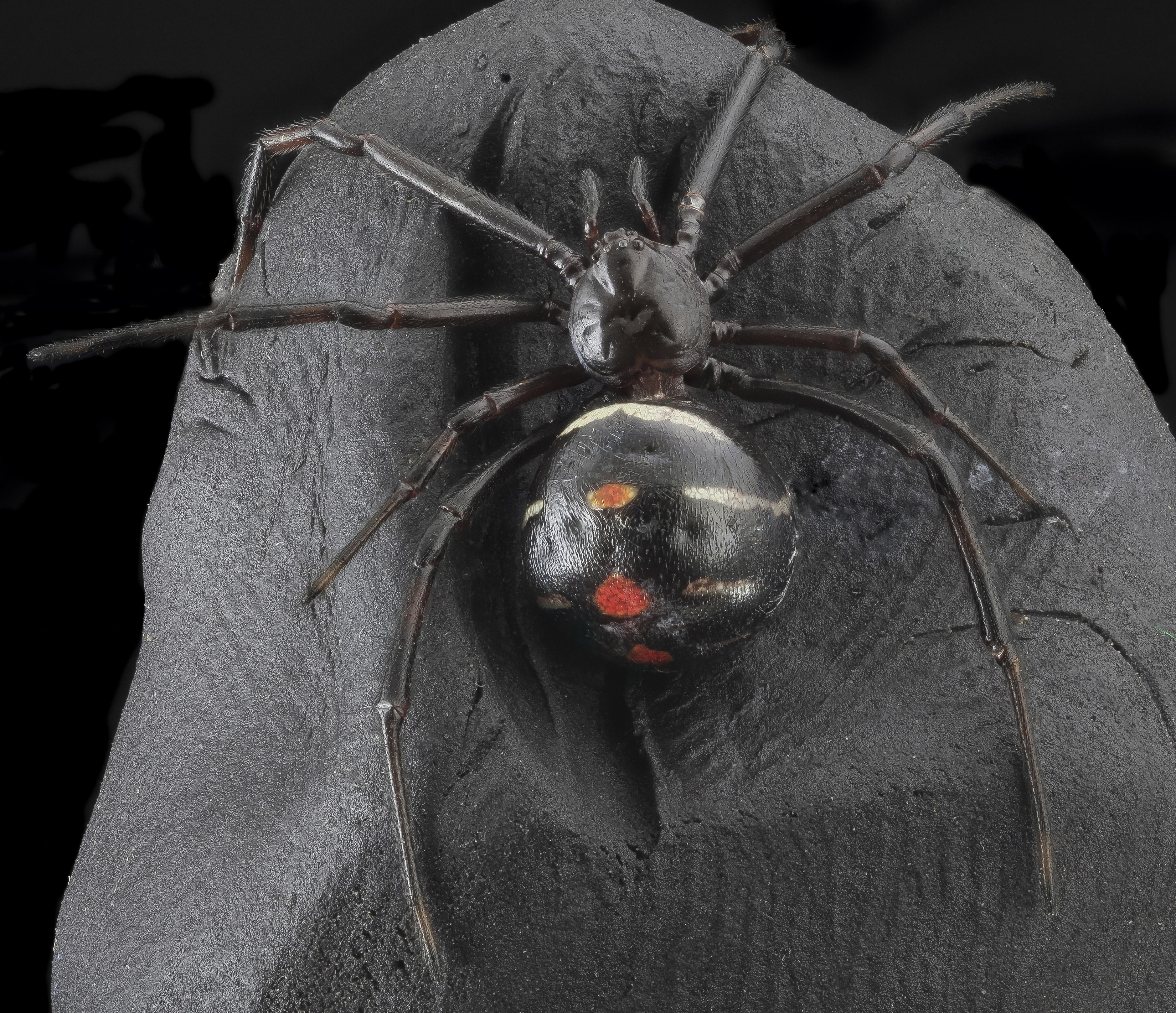 black and red plastic spider halloween decor, black widow spider