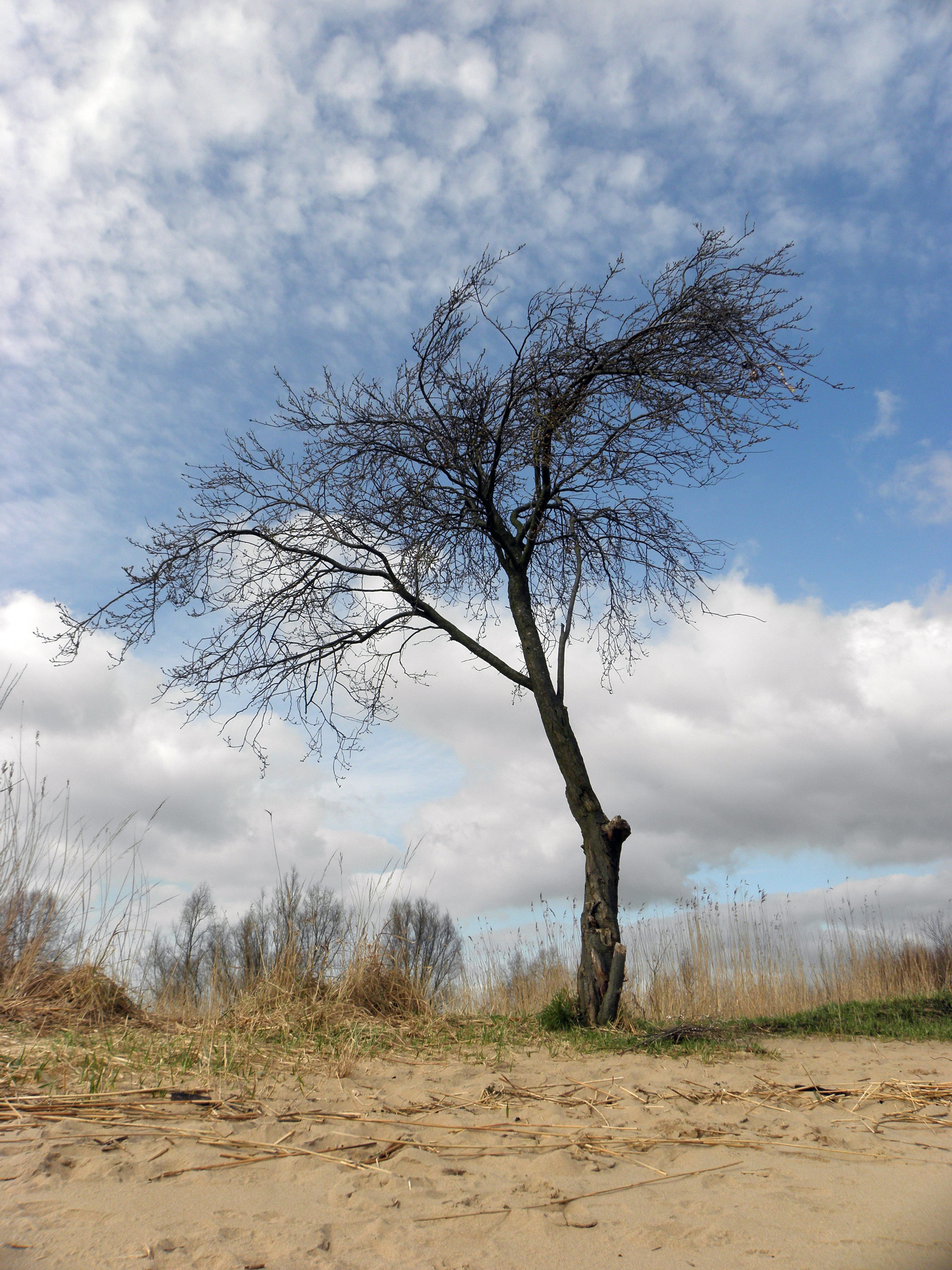 tree, beach, clouds, cloud - sky, plant, land, tranquility