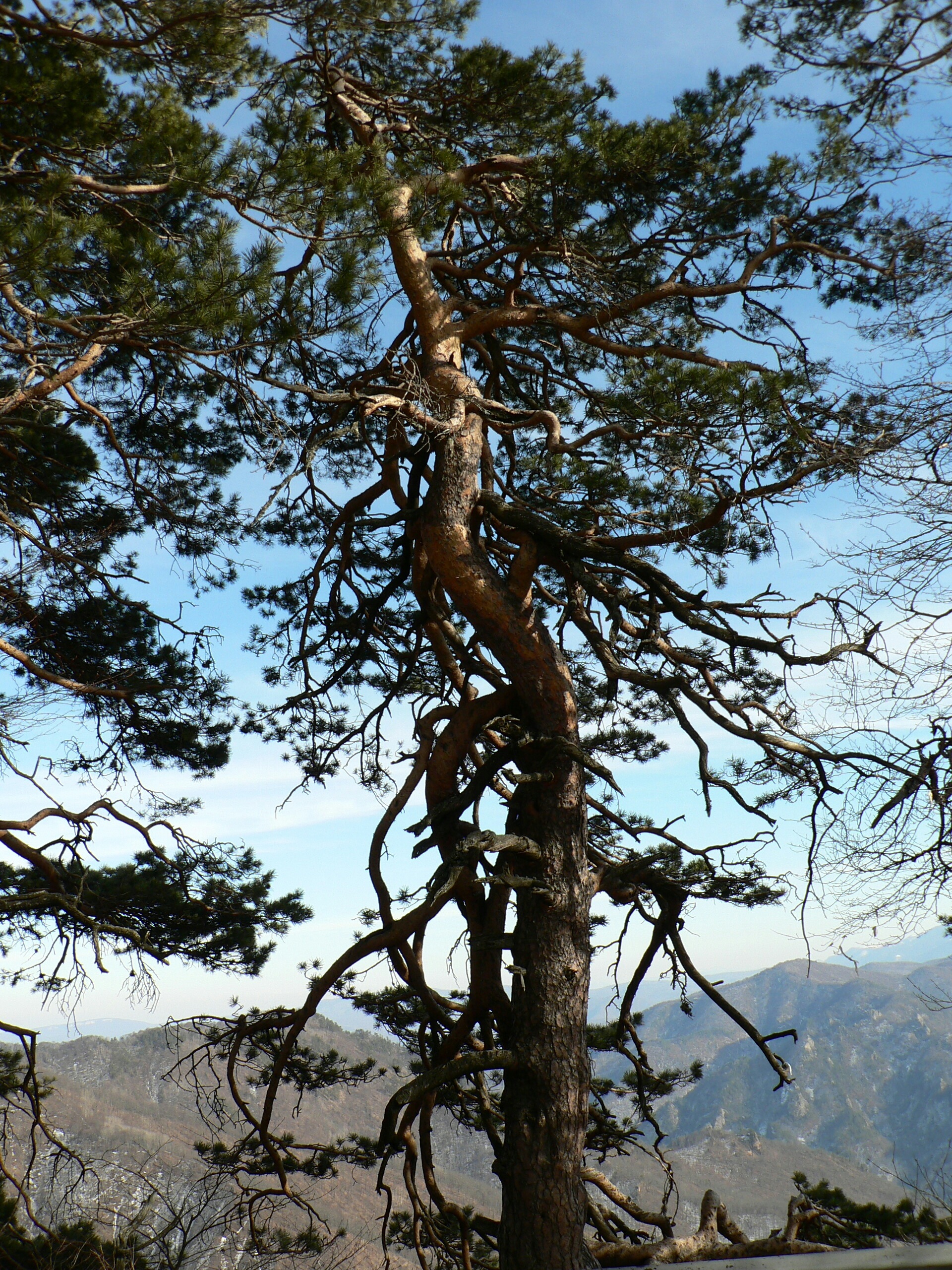 tree, pine, mountains, plant, trunk, tree trunk, tranquility