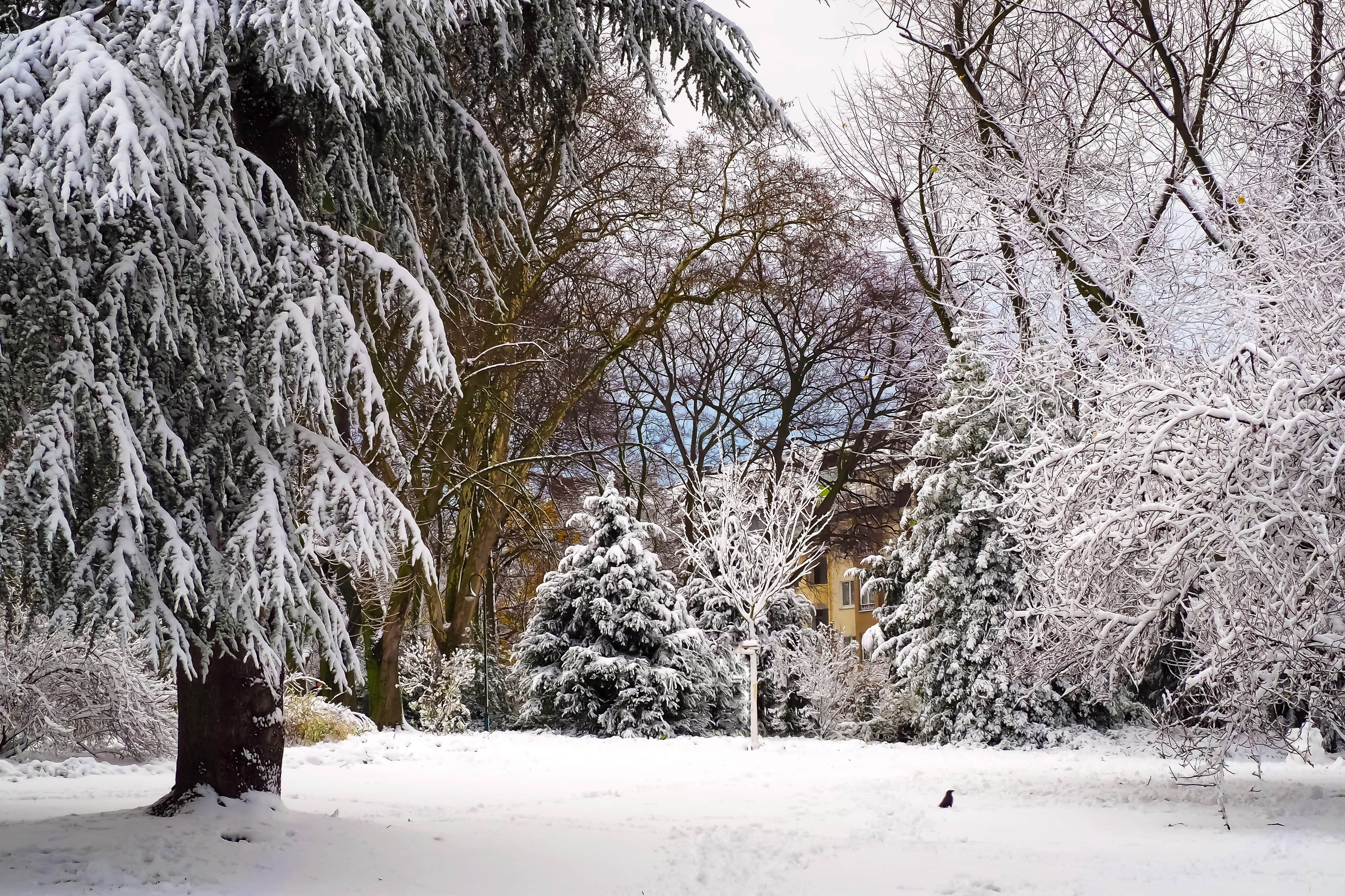 winter, snow, wintry, cold, white, snowfall, branches, snow-covered