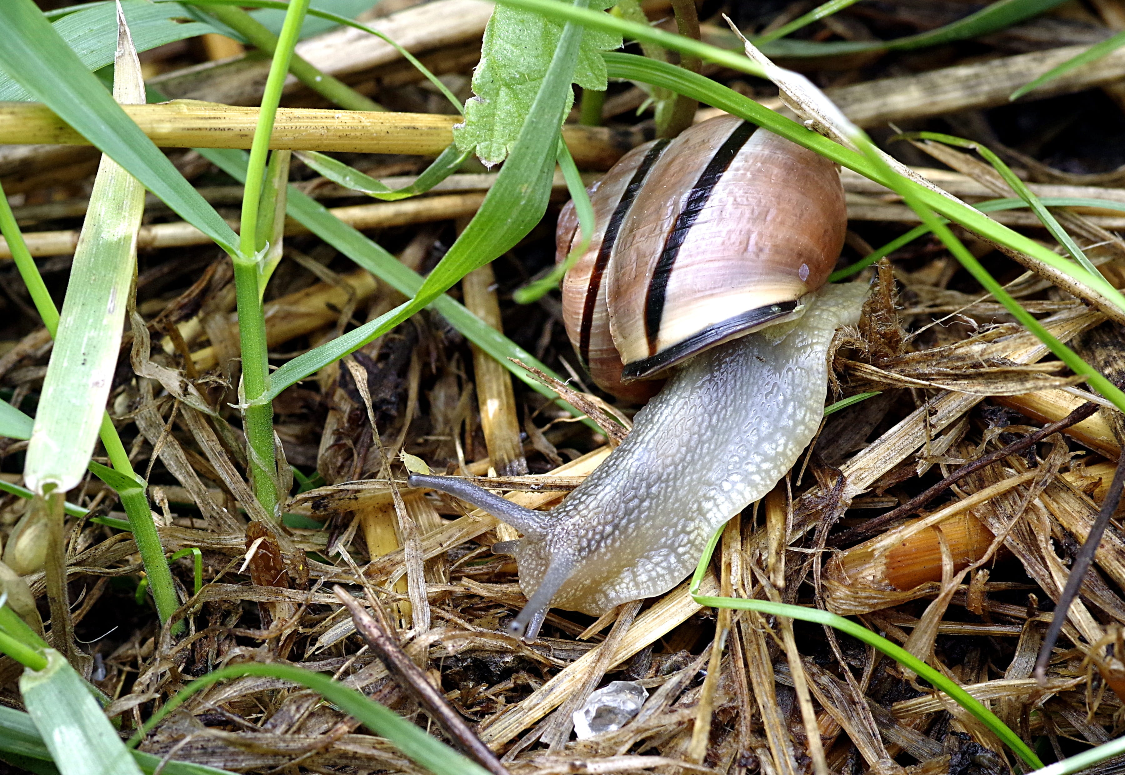 Snail, Pest, Colored, Strips, molluscum, grass, green, garden