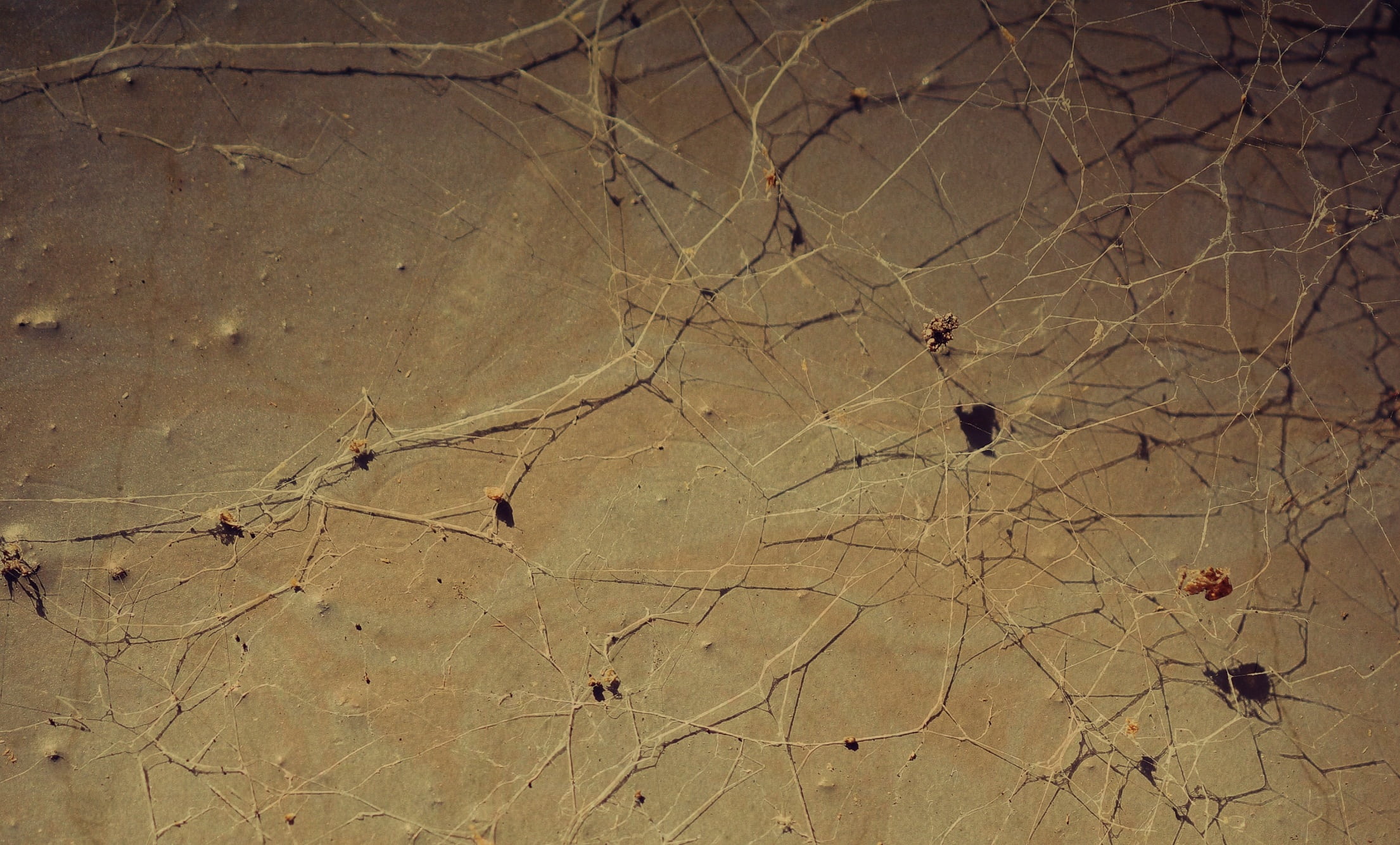 background, cobweb, network, structure, close, surface, macro