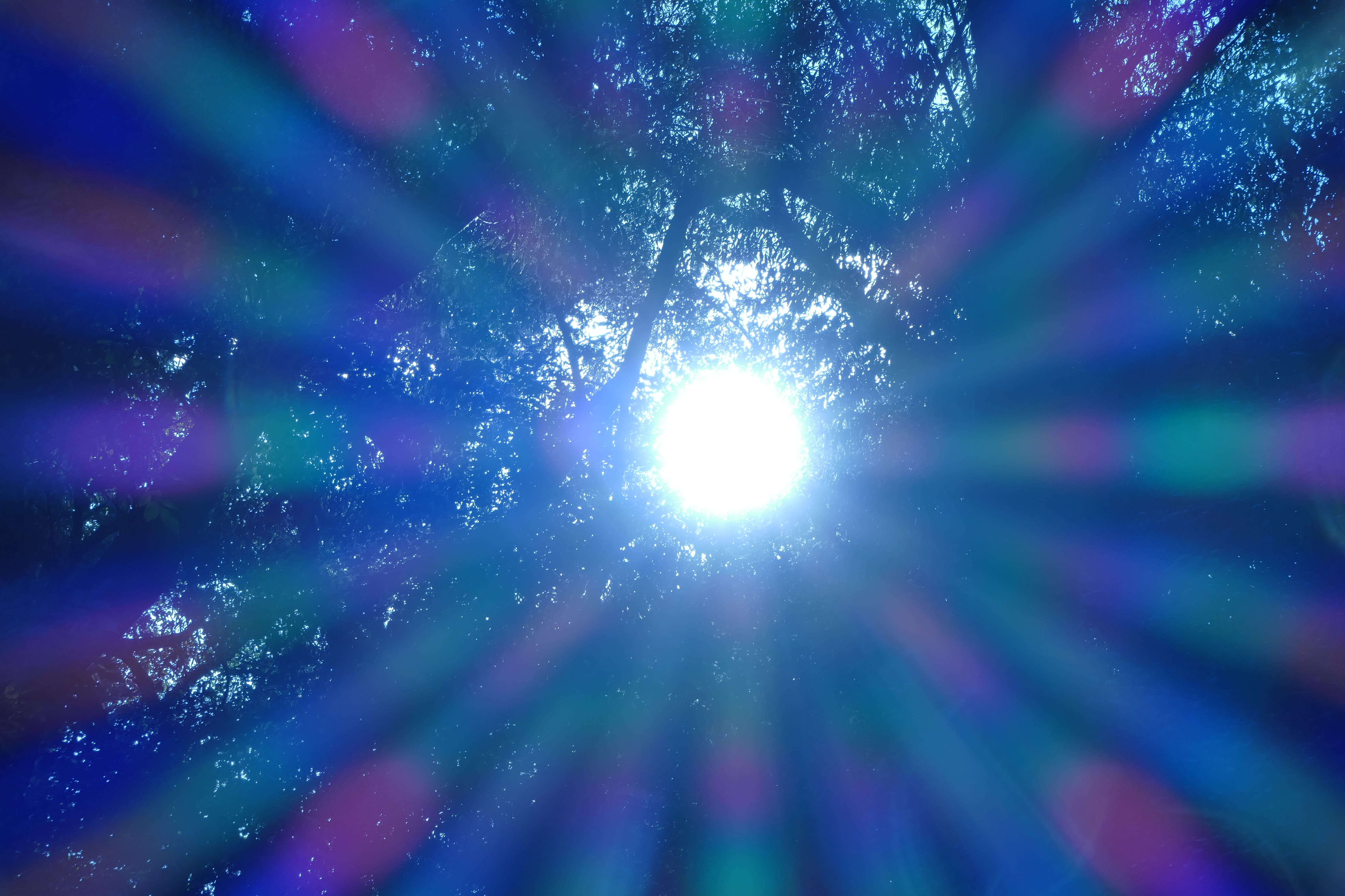 sun, rays, nature, forest, light, tree, sky, low angle view