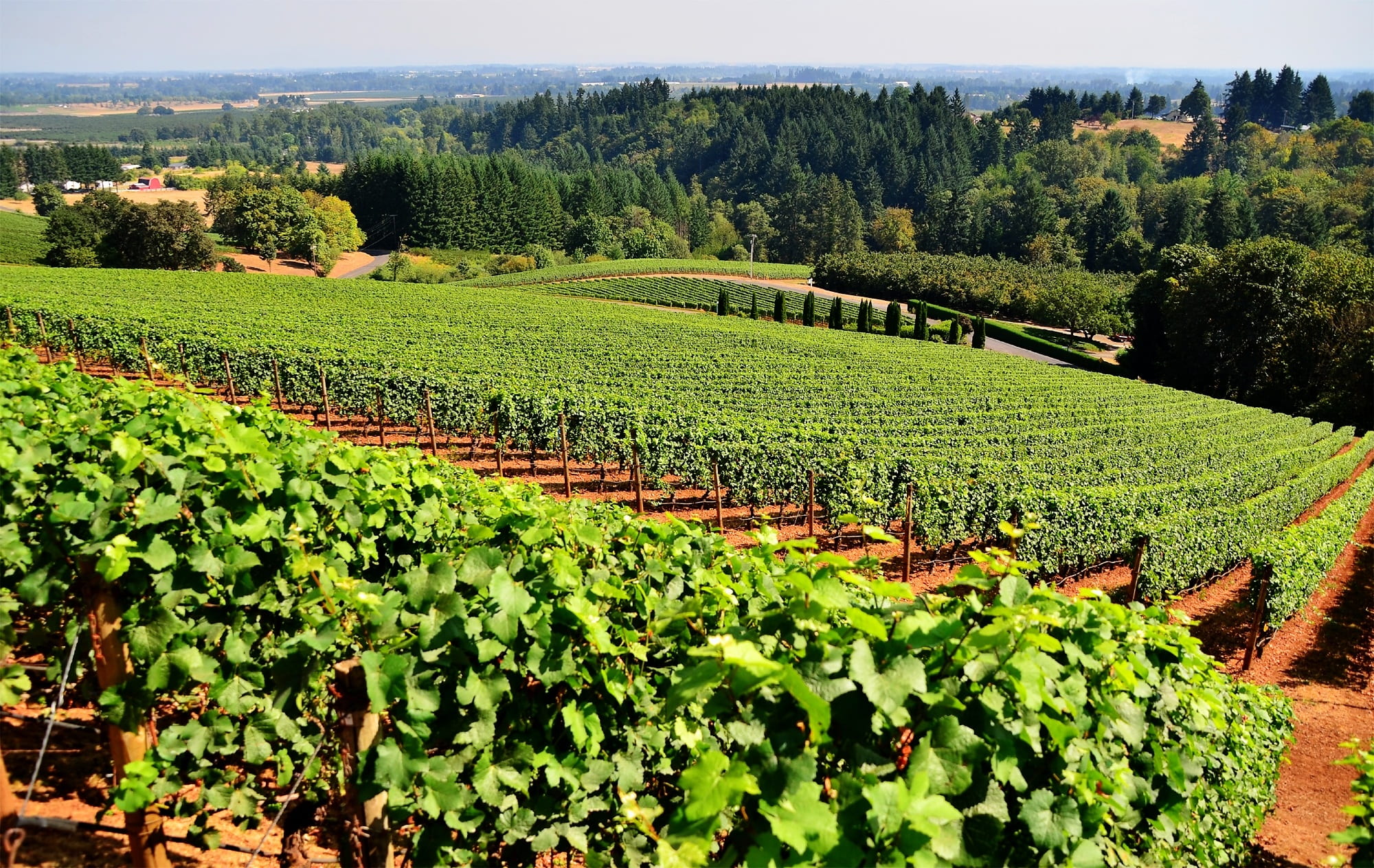 vegetable plantation, grapes, vineyard, agriculture, winery, harvest