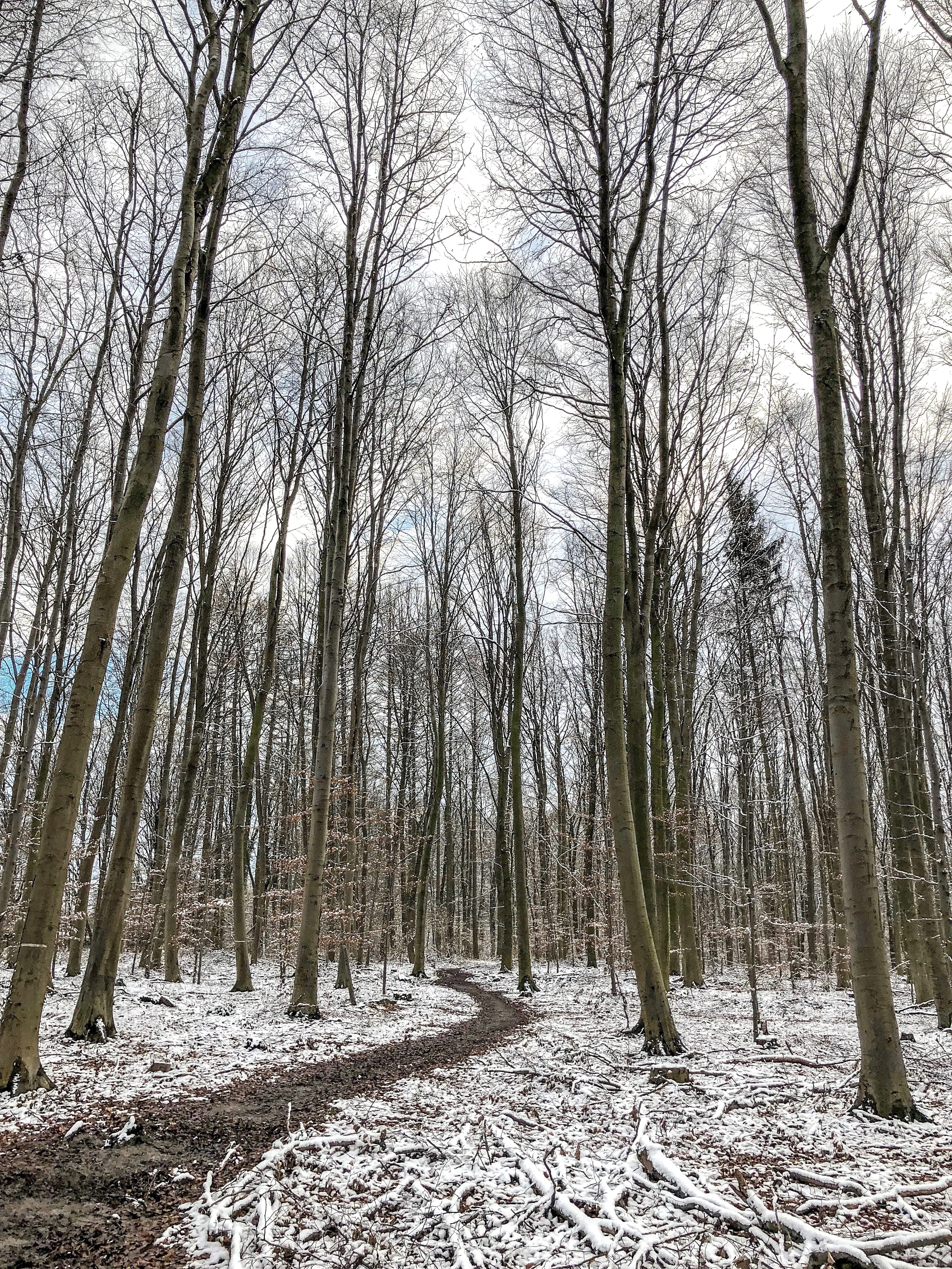 tree, wood, forest, park, away, path, cold temperature, snow