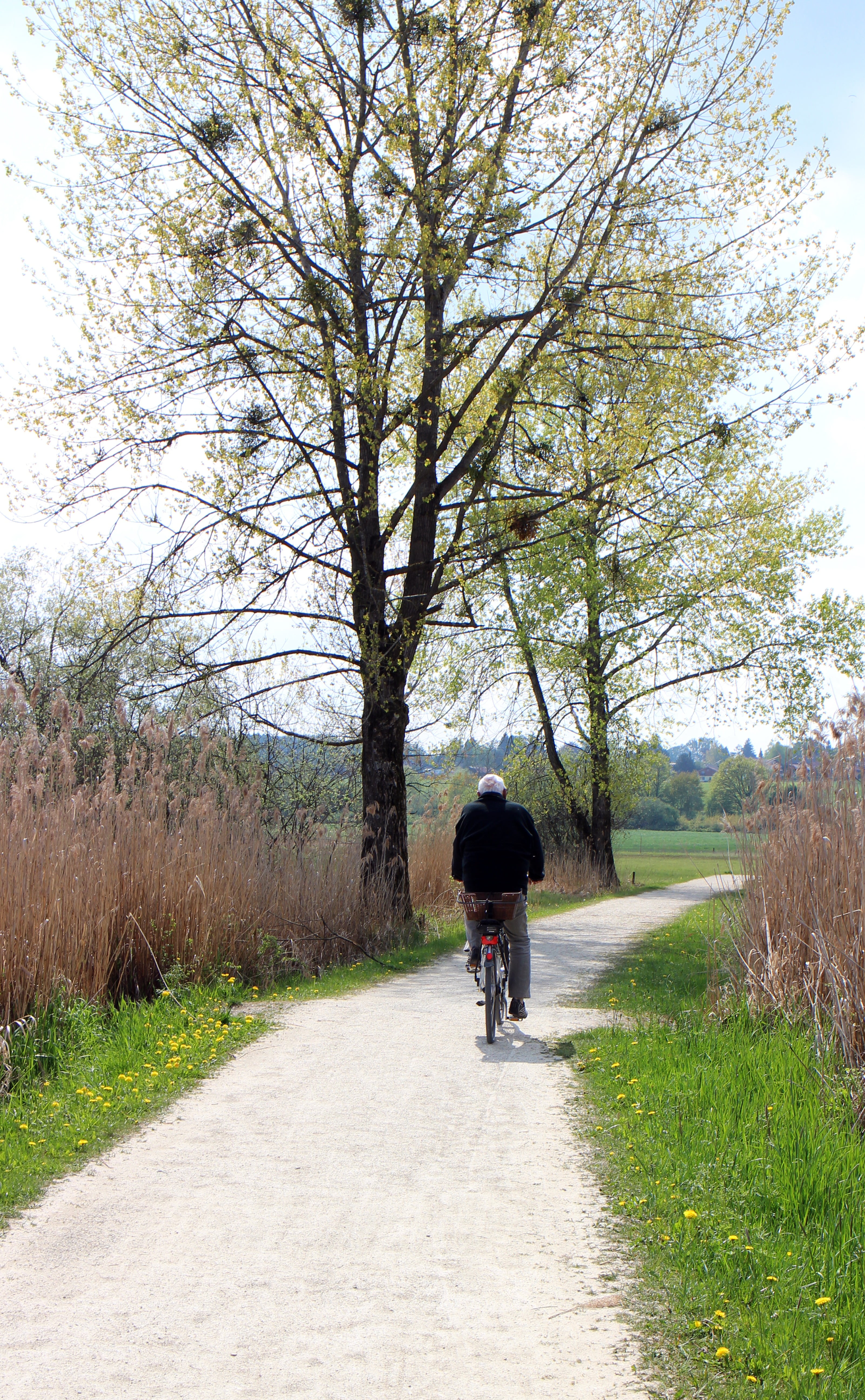 cycle path, cyclists, away, tree, aesthetic, leaves, spring