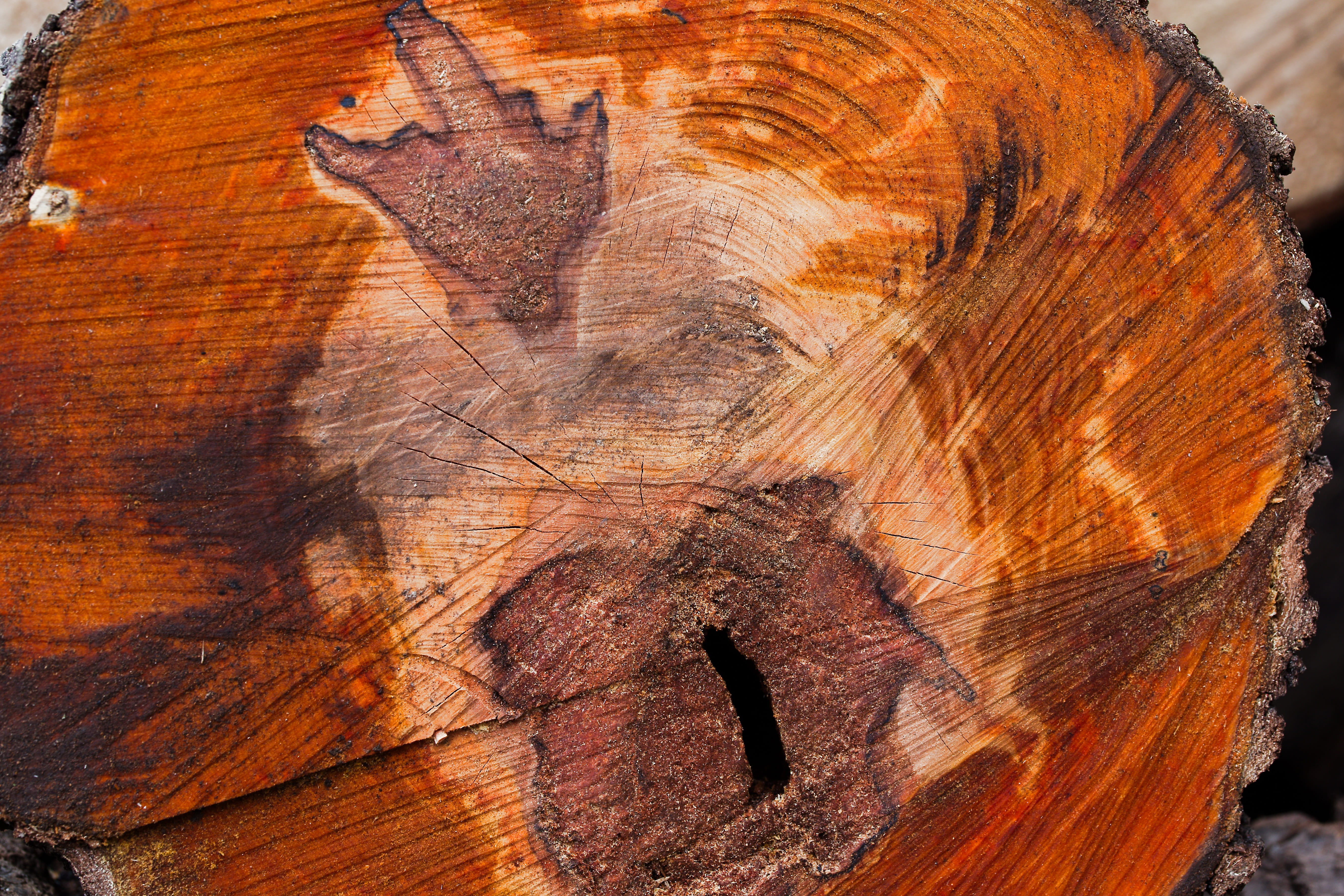 nature, pattern, background, tree, art, texture, close, old