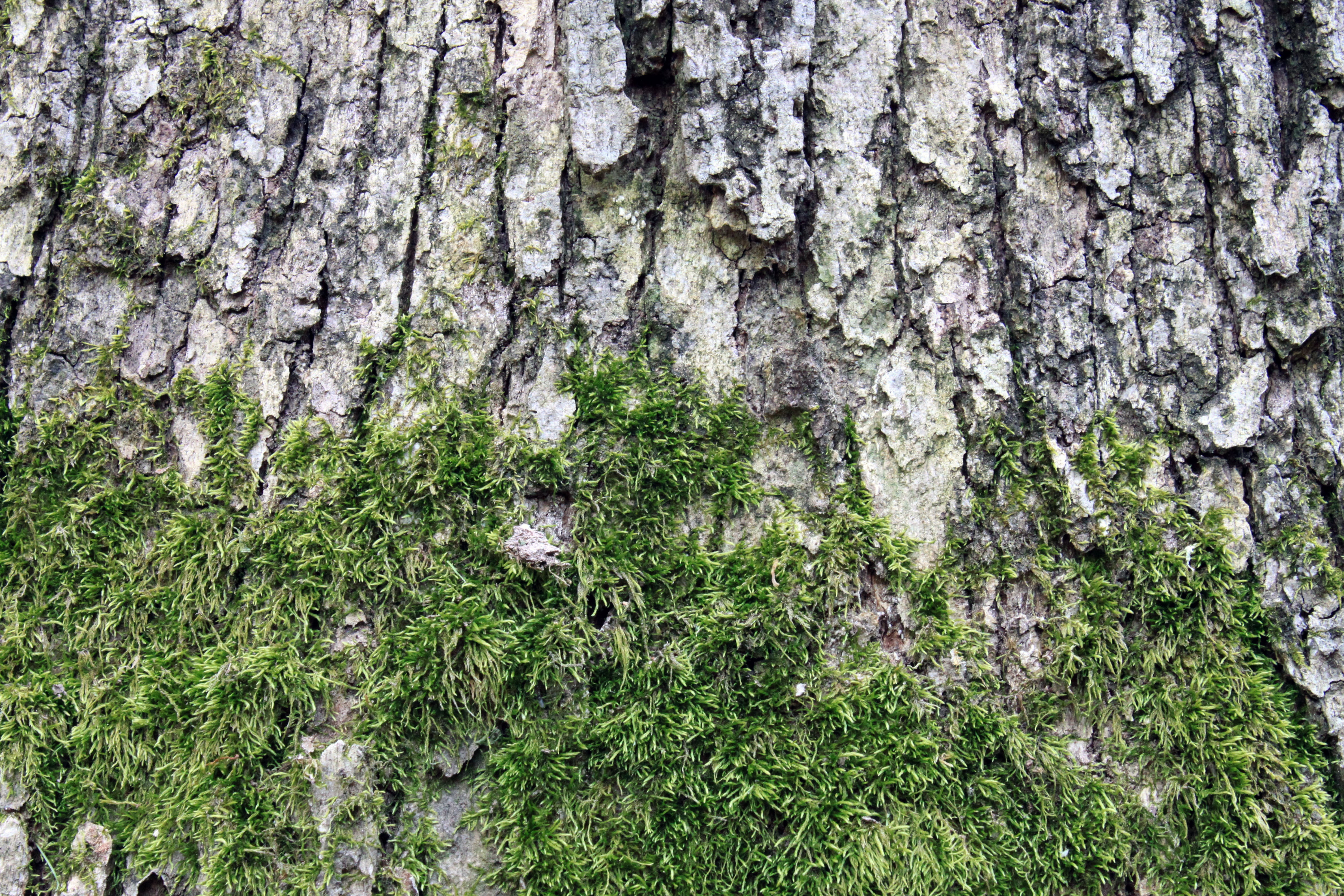background, texture, moss, tree, old, bark, timber, rough, surface