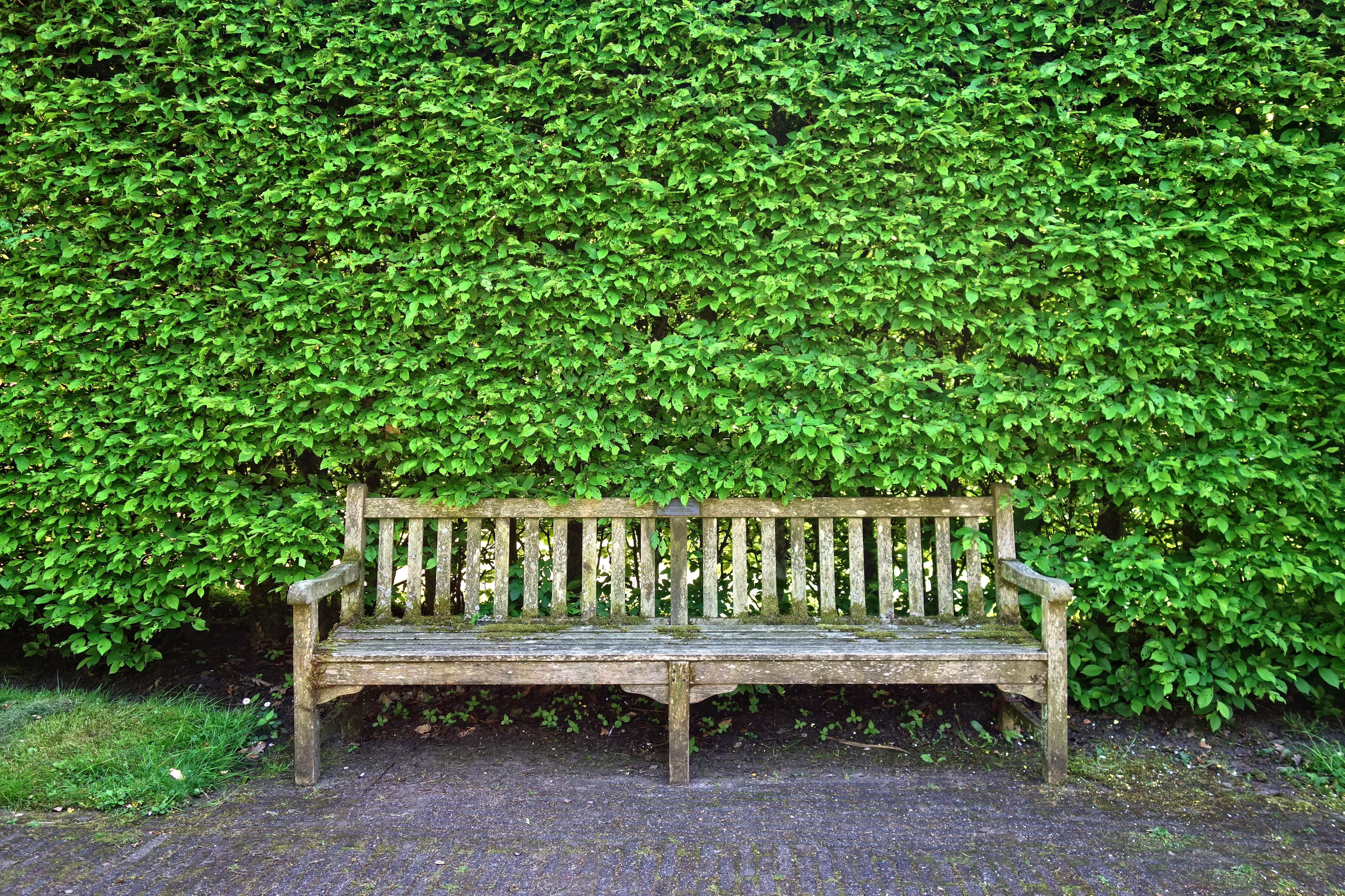 gray wooden bench beside green vine wall, seat, sitting, resting