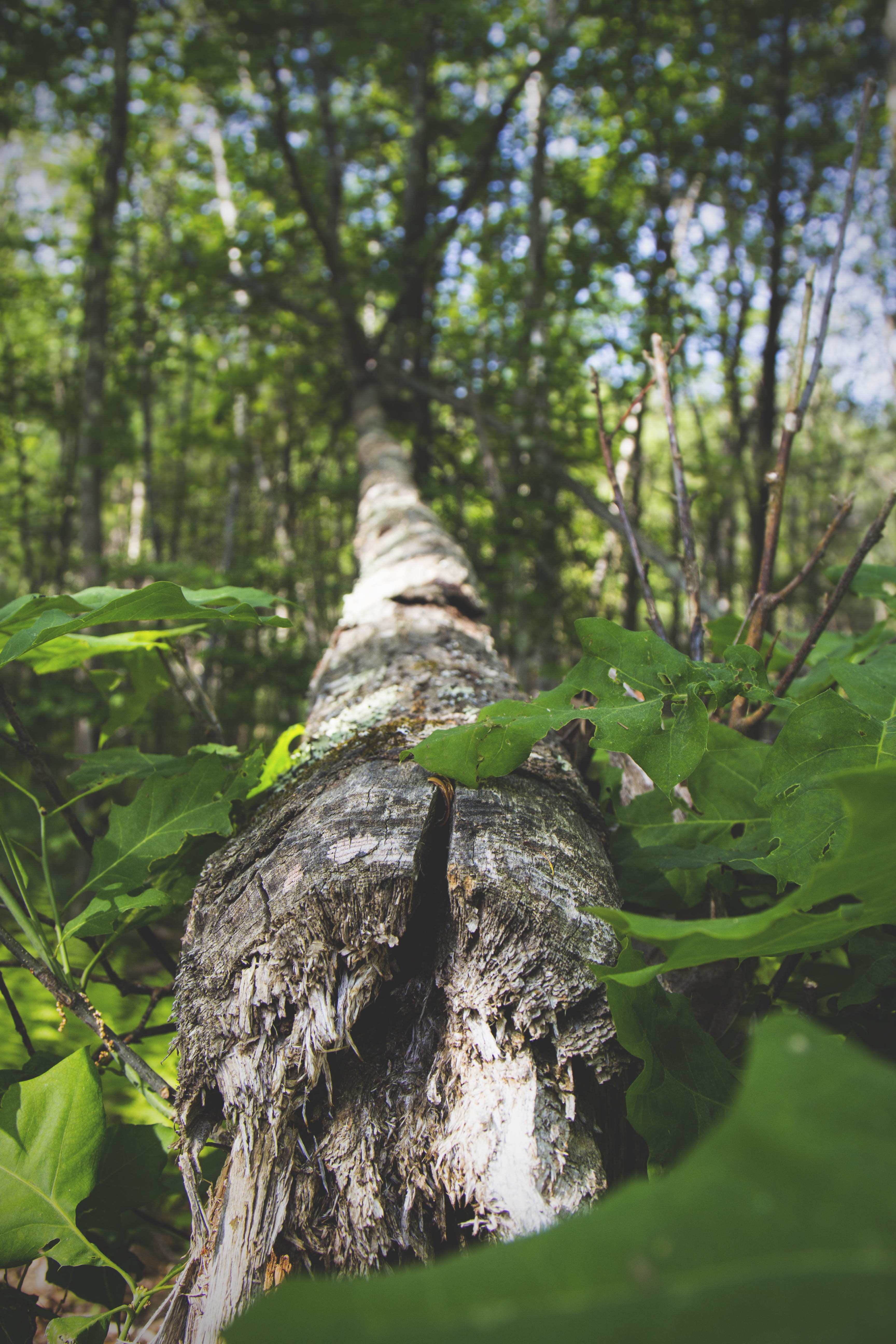trunk, cracked, fallen, tree, wood, material, natural, forest