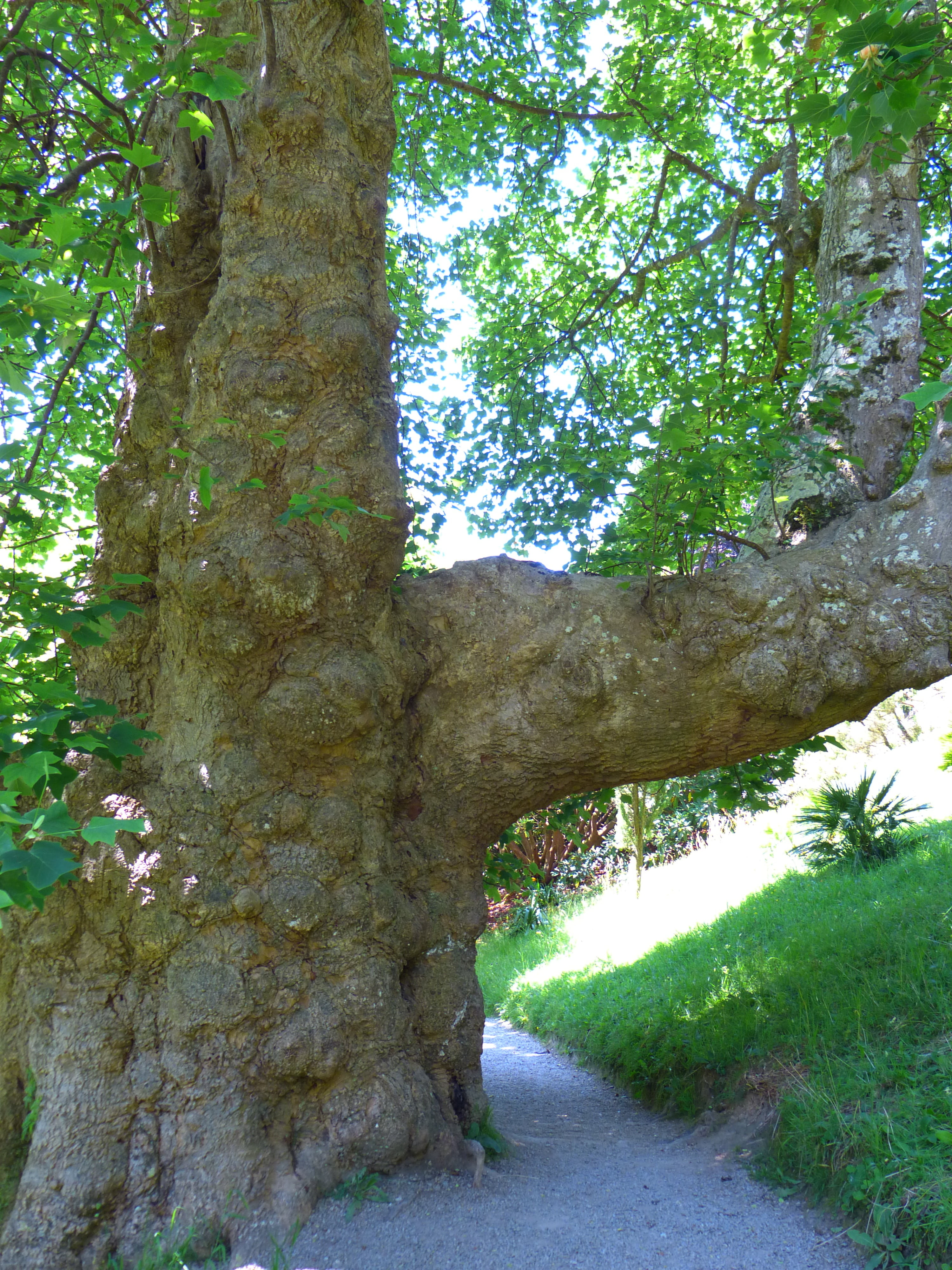 log, thick, large, powerful, thicker stem, tree, tulip tree