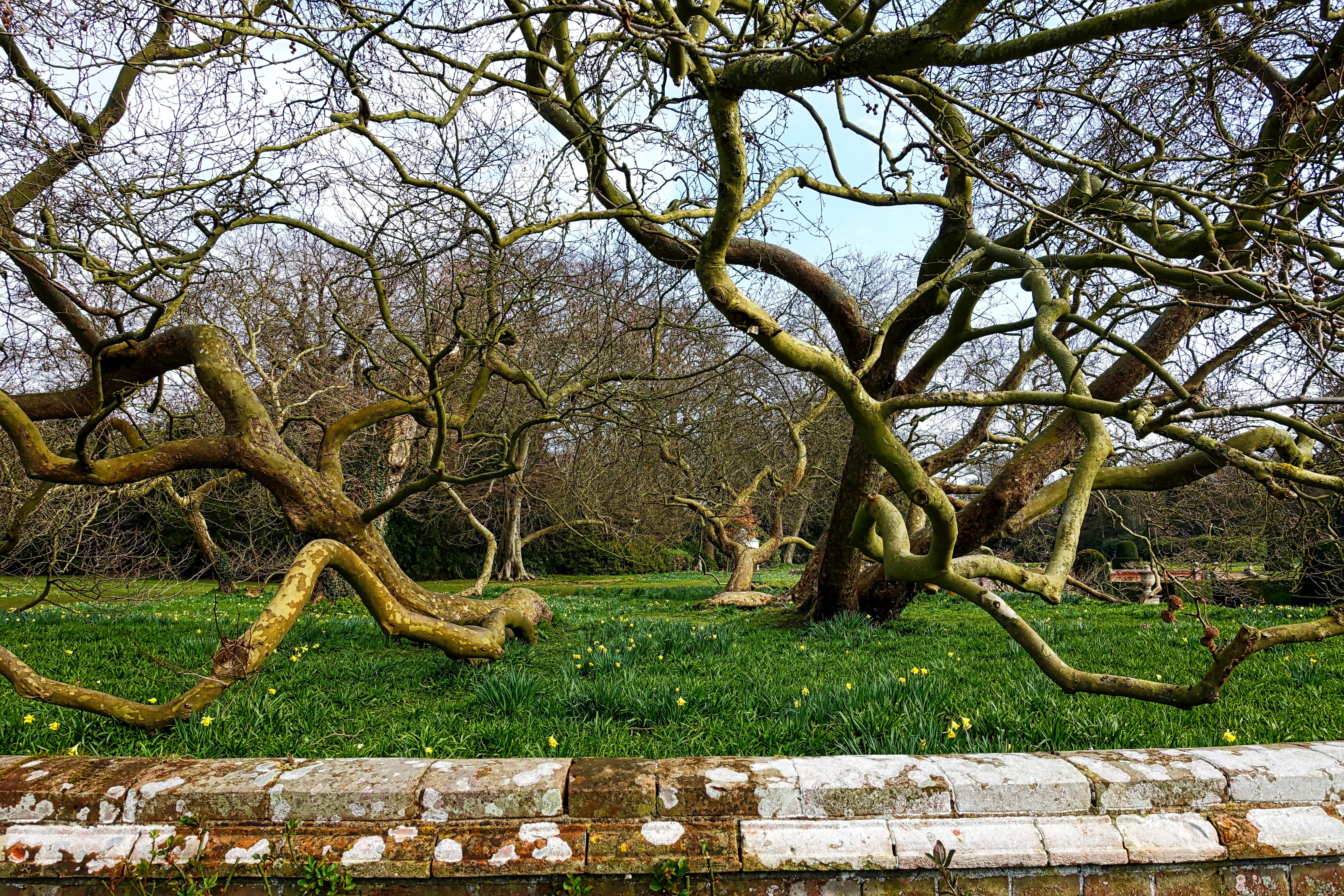 tangle, trees, limbs, nature, environment, pattern, ecology