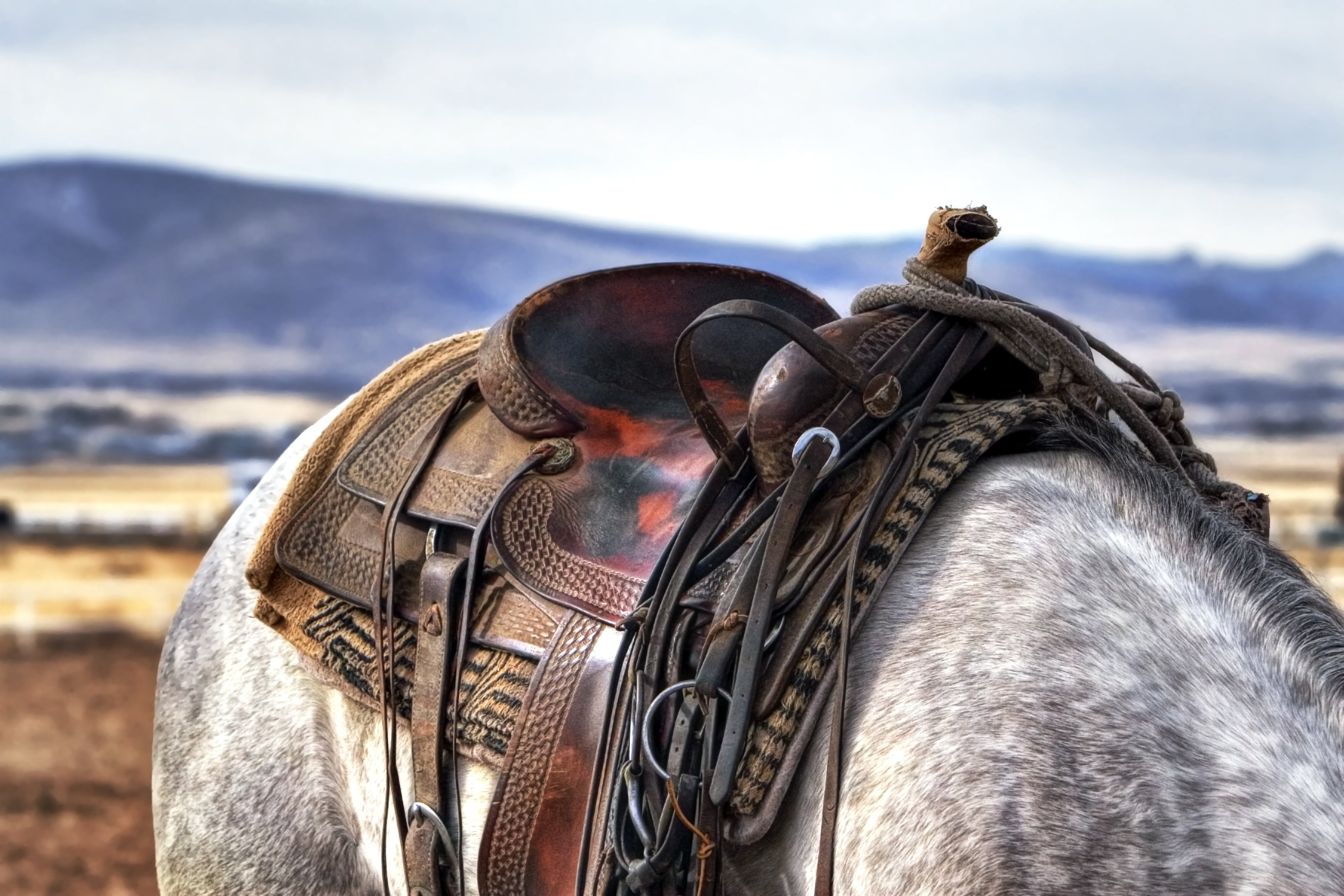 brown leather horse saddle, cowboy, western, country, animal