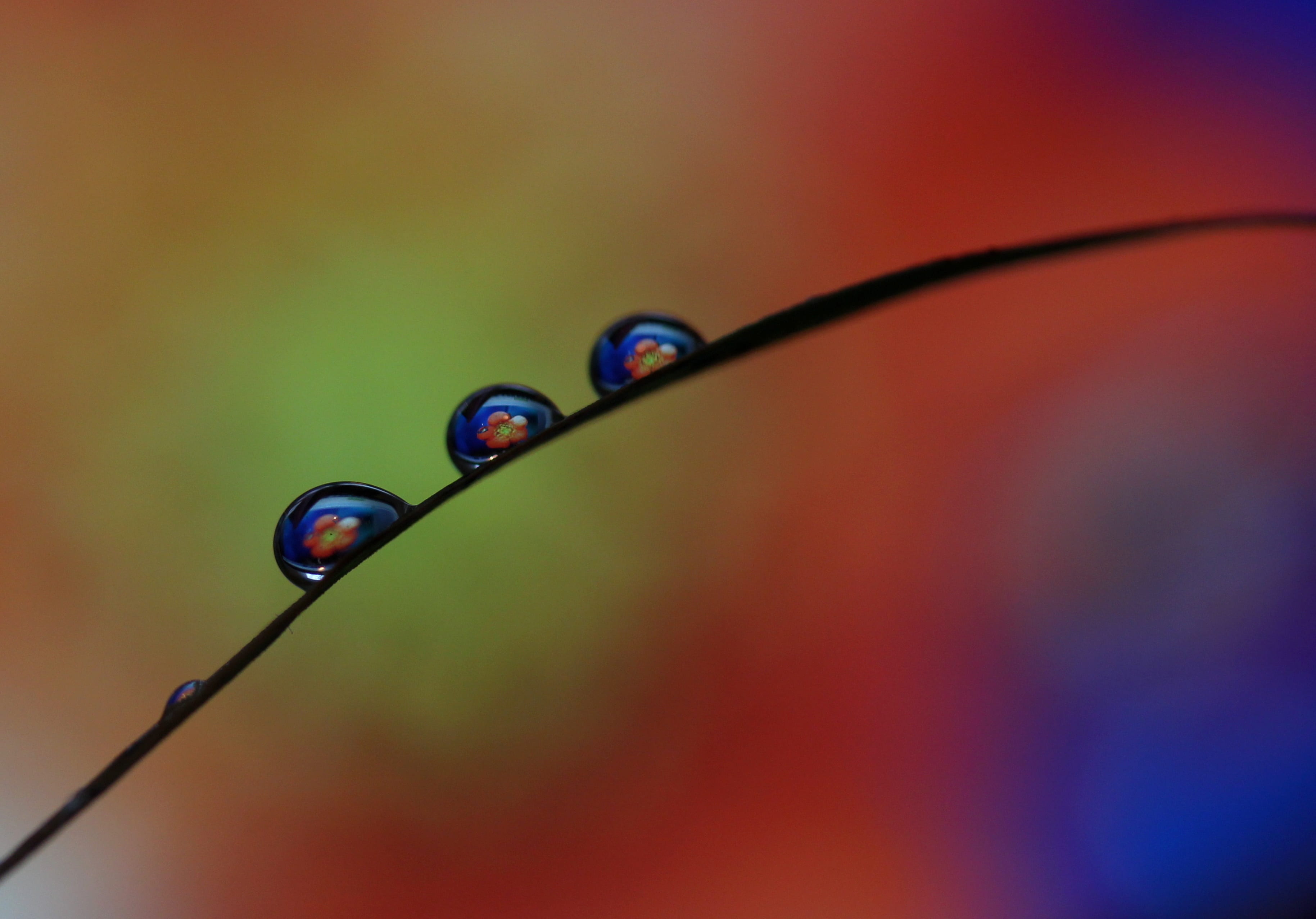 drops, macro, reflection, water, close-up, no people, selective focus