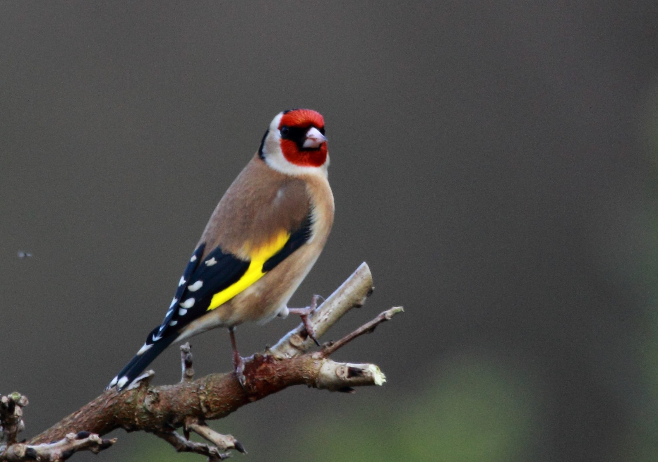 shallow focus photography of brown yellow black and red bird on tree branch during daytime
