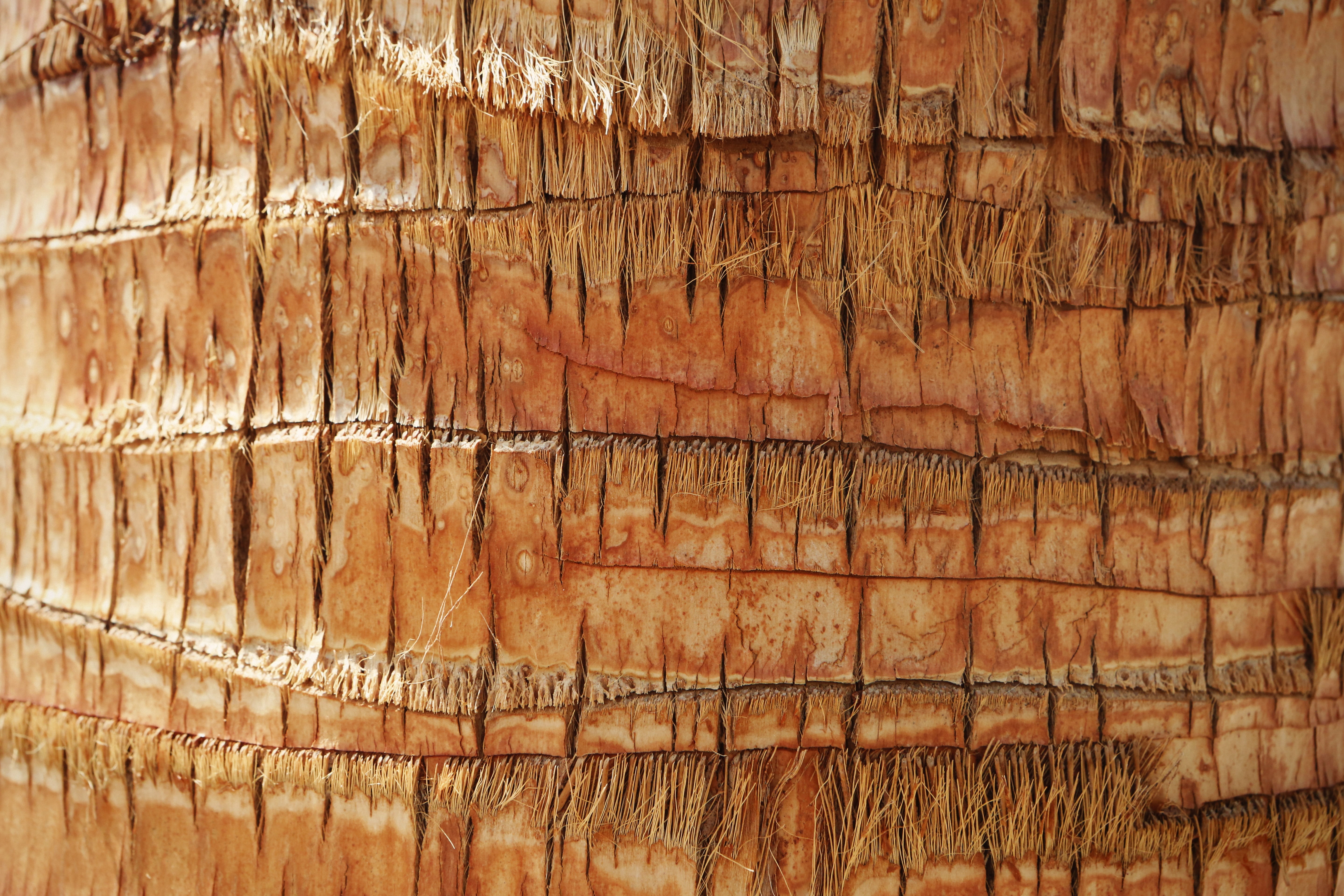 closeup photo of tree trunk, coconut tree, bark, palm tree, texture