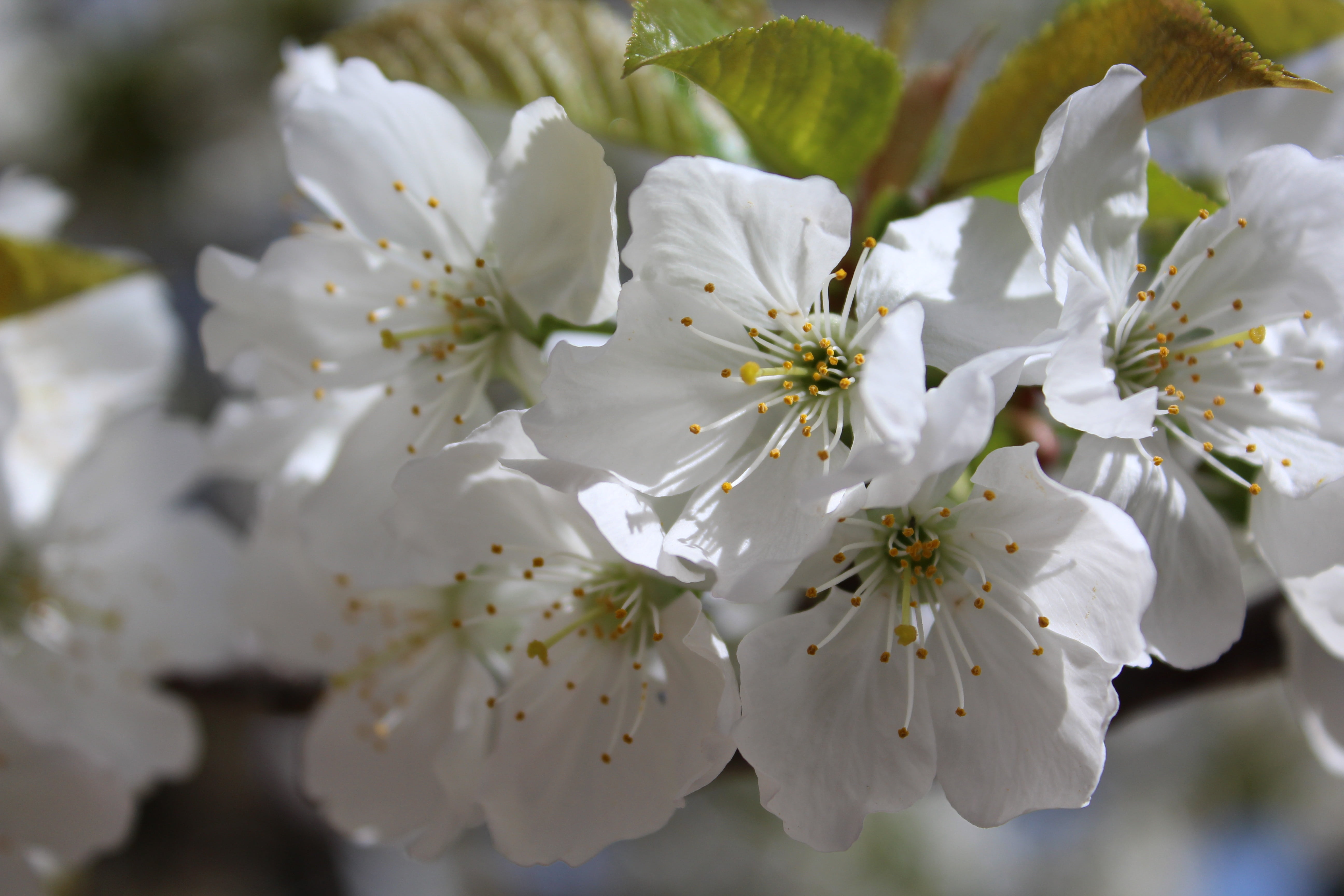 flower, spring, cherry, white, flowering branch, fruit tree