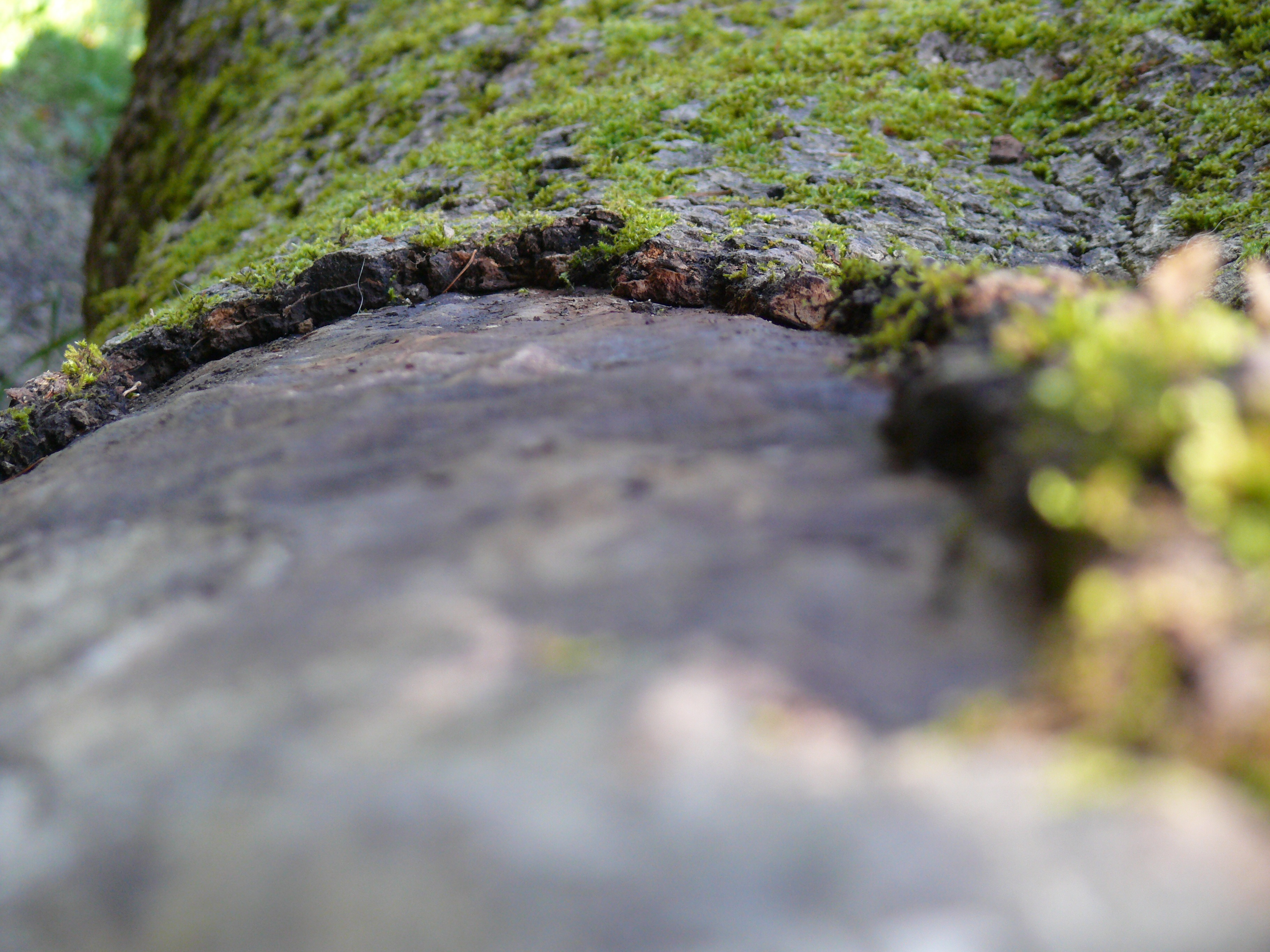 nature, tree, bark, close, structure, wood, tribe, selective focus