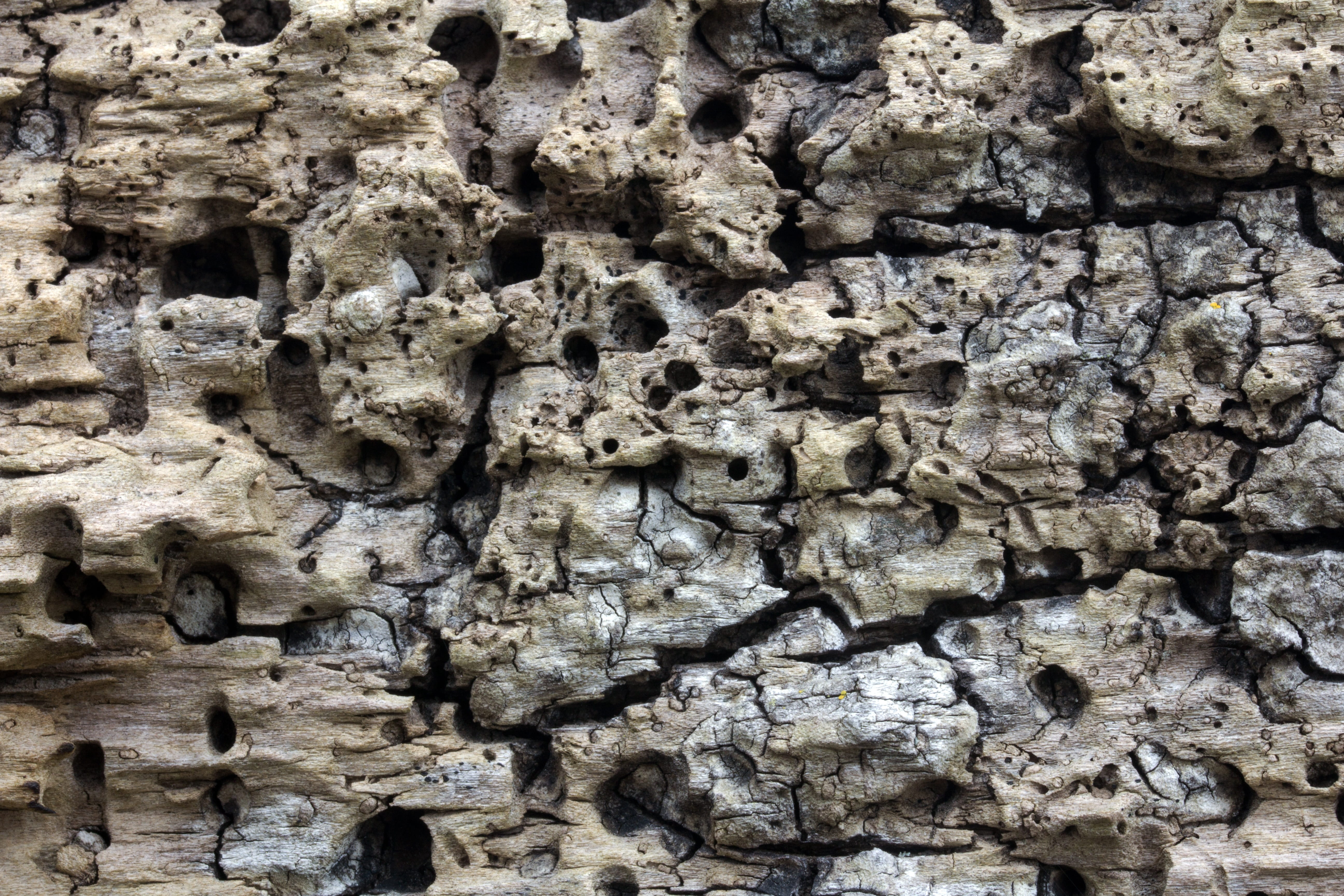 Wood, Background, Structure, Texture, backgrounds, pattern