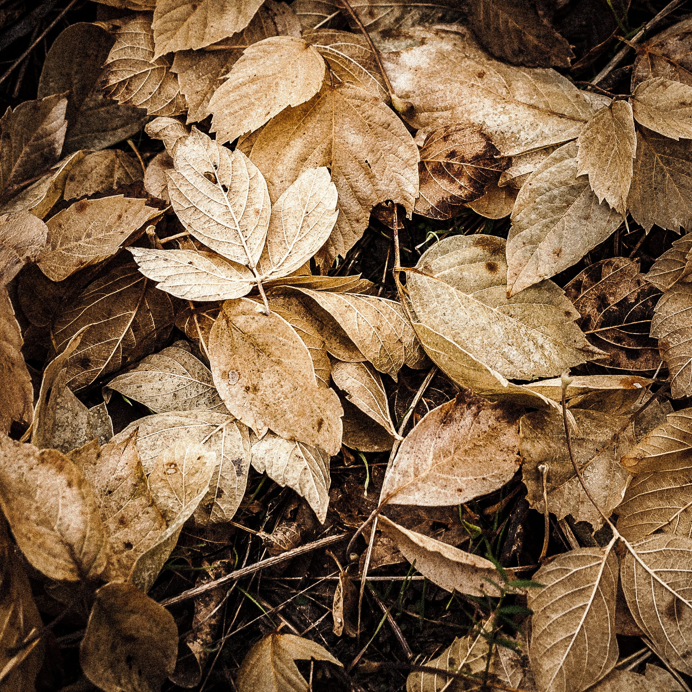 leaf, nature, flora, tree, fall, dry, environment, outdoors