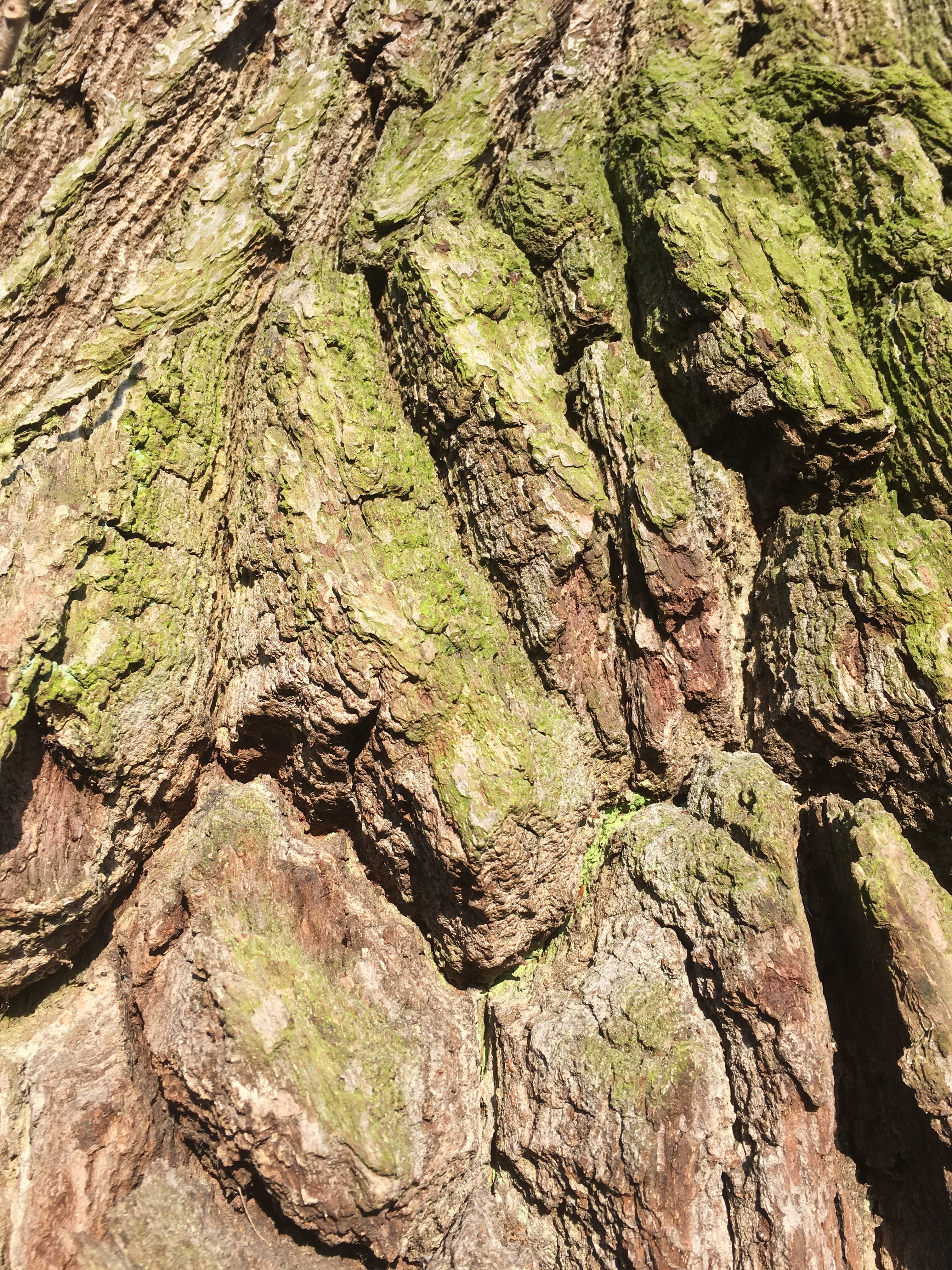 Log, Old, Tree, Moss, Bark, old tree, gnarled, tree trunk, textured
