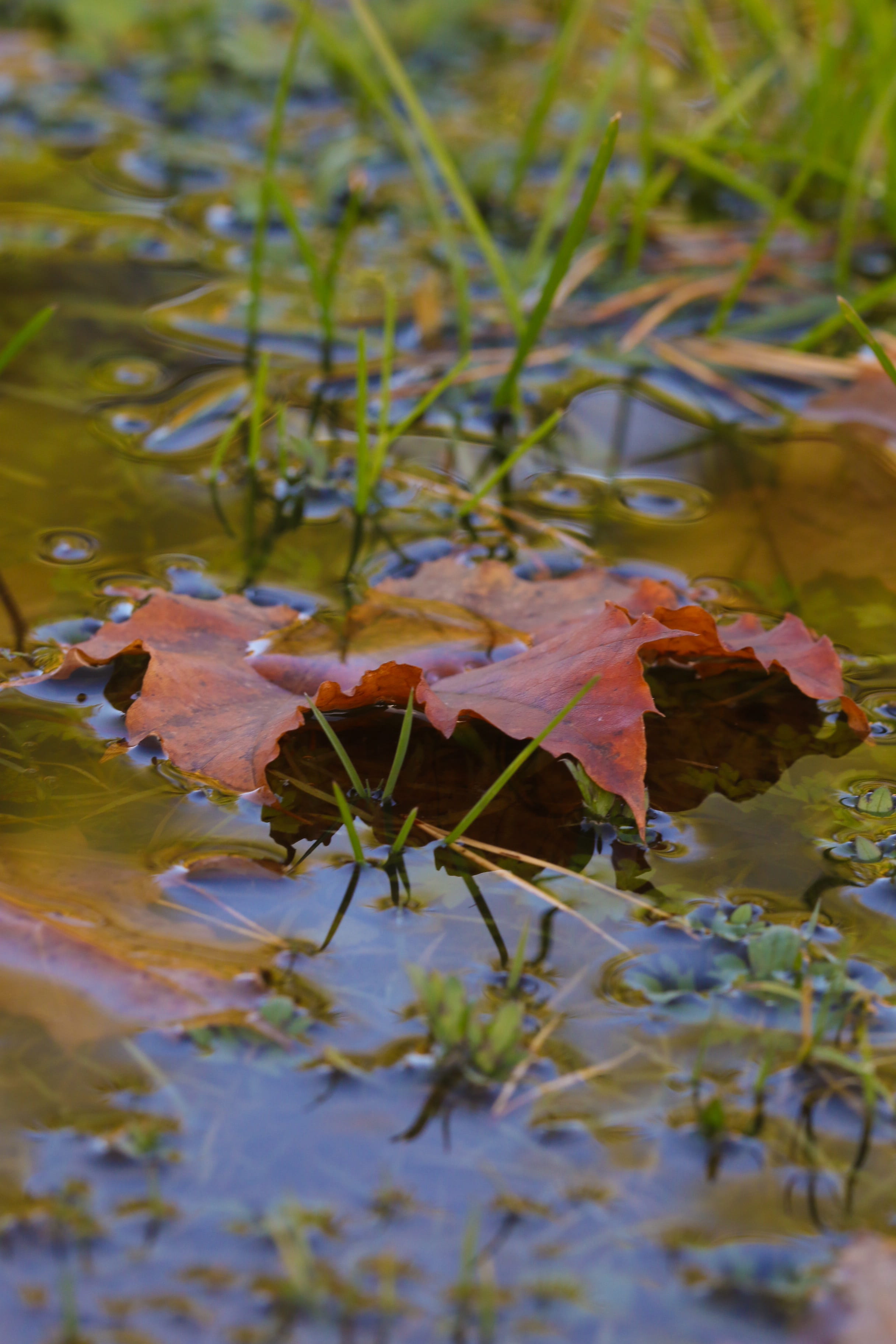puddle, leaf, autumn, nature, fall, mud puddle, plant part