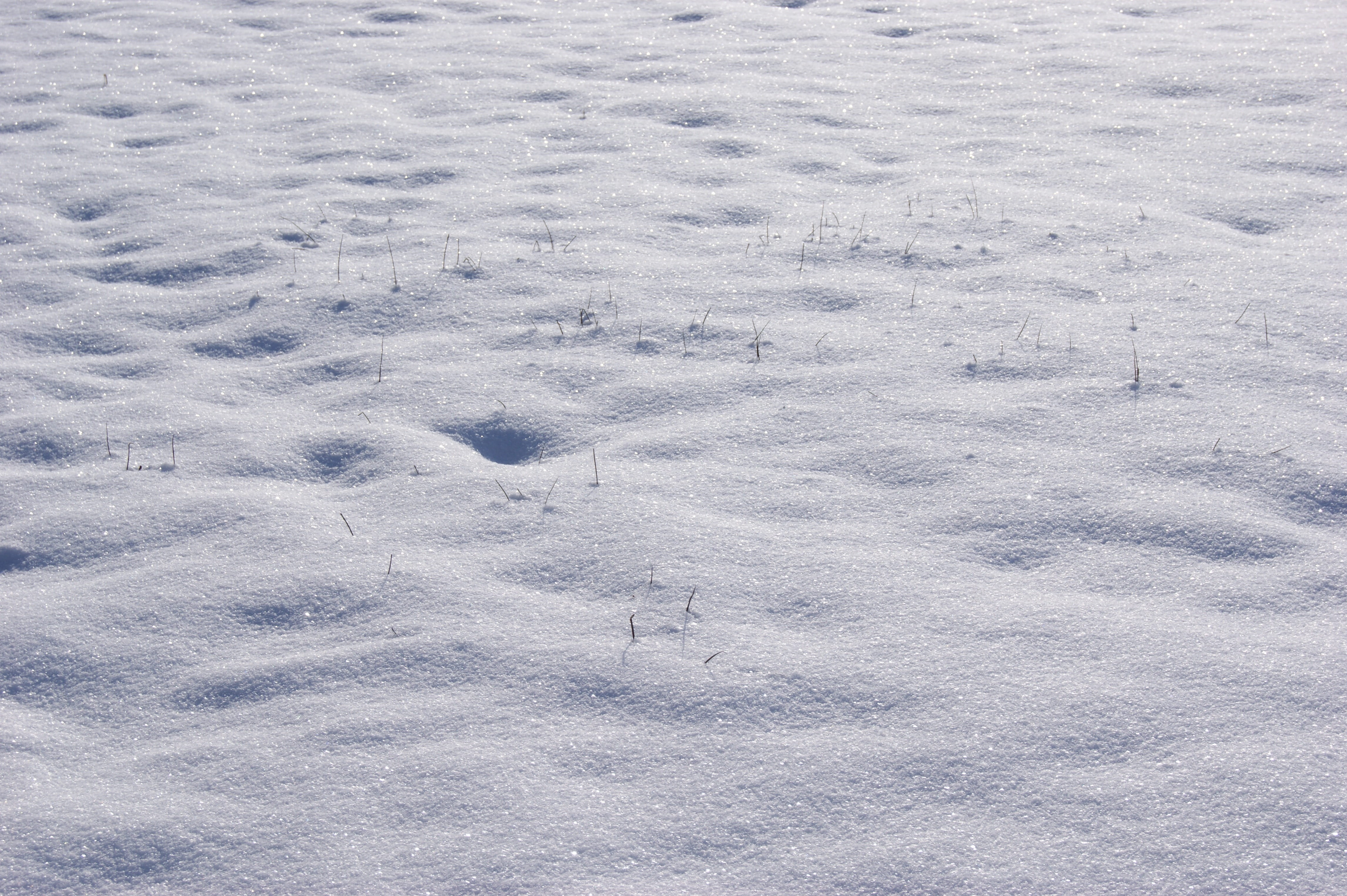 Snow, Winter, Wintry, Grass, Frozen, Ice, backgrounds, full frame