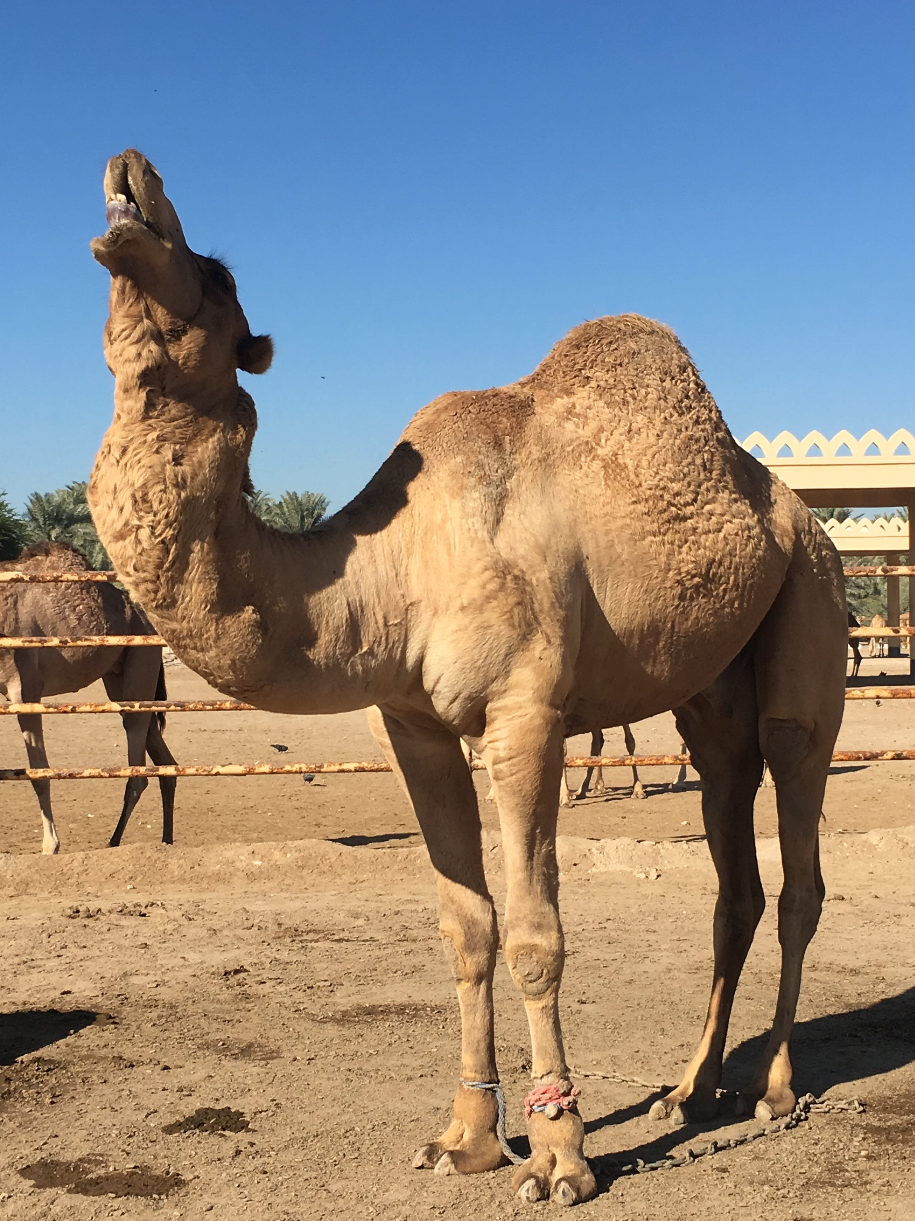 camel, bahrain, desert, animal, animal themes, mammal, sunlight