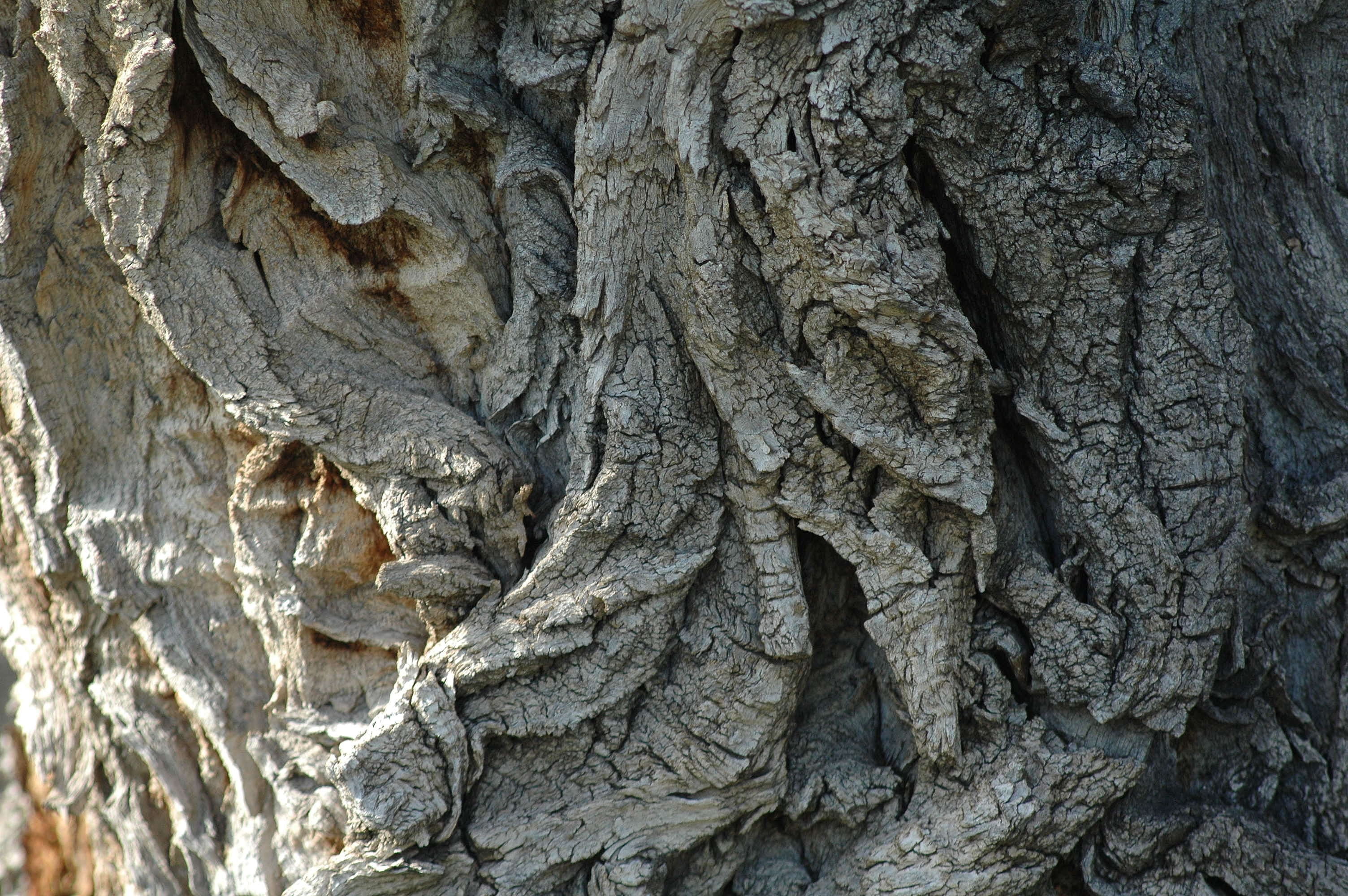 bark, tree, trunk, textured, tree trunk, backgrounds, rough