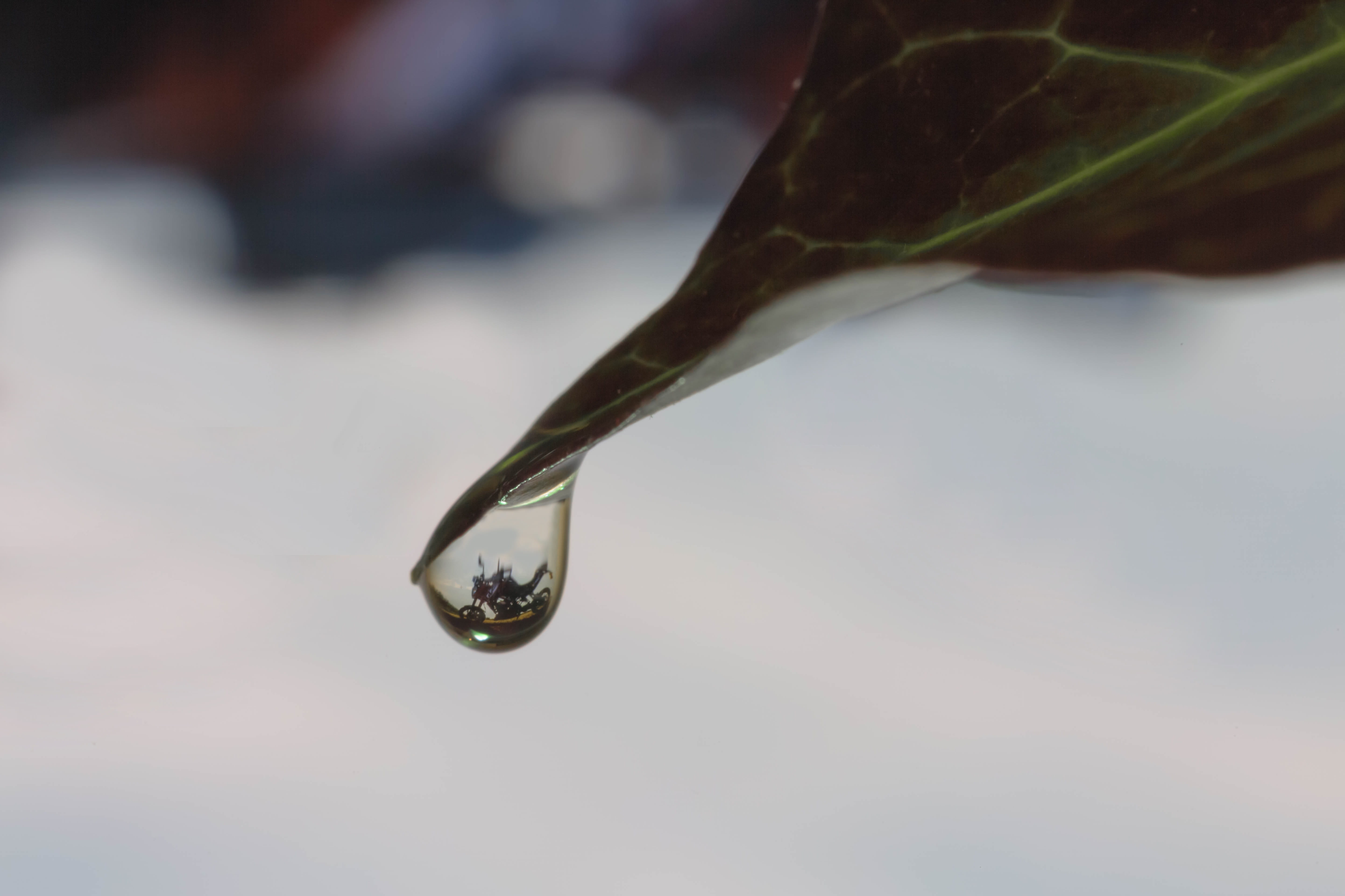 ivy, leaf, drip, mirroring, reflection, close-up, drop, focus on foreground