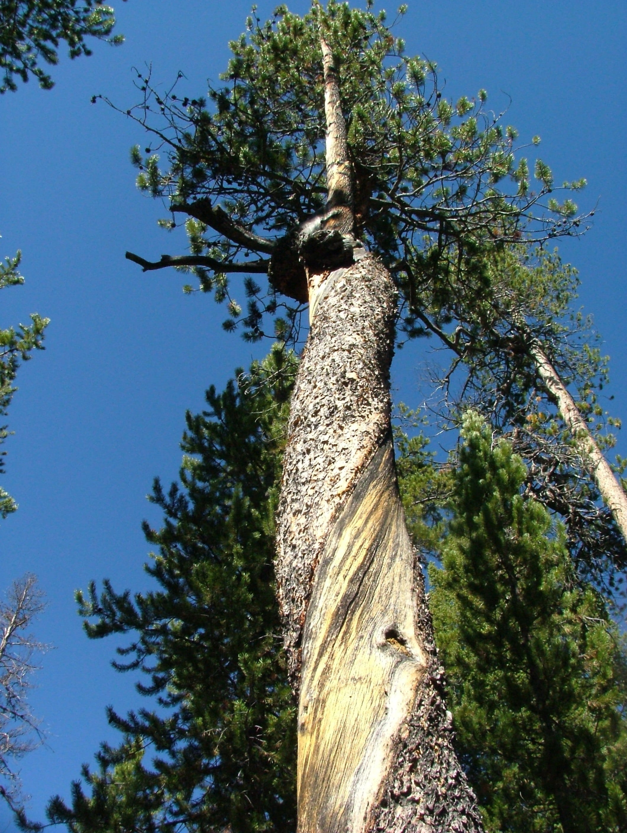 Tree, Forest, Twisted, Bark, Pine, tree trunk, low angle view