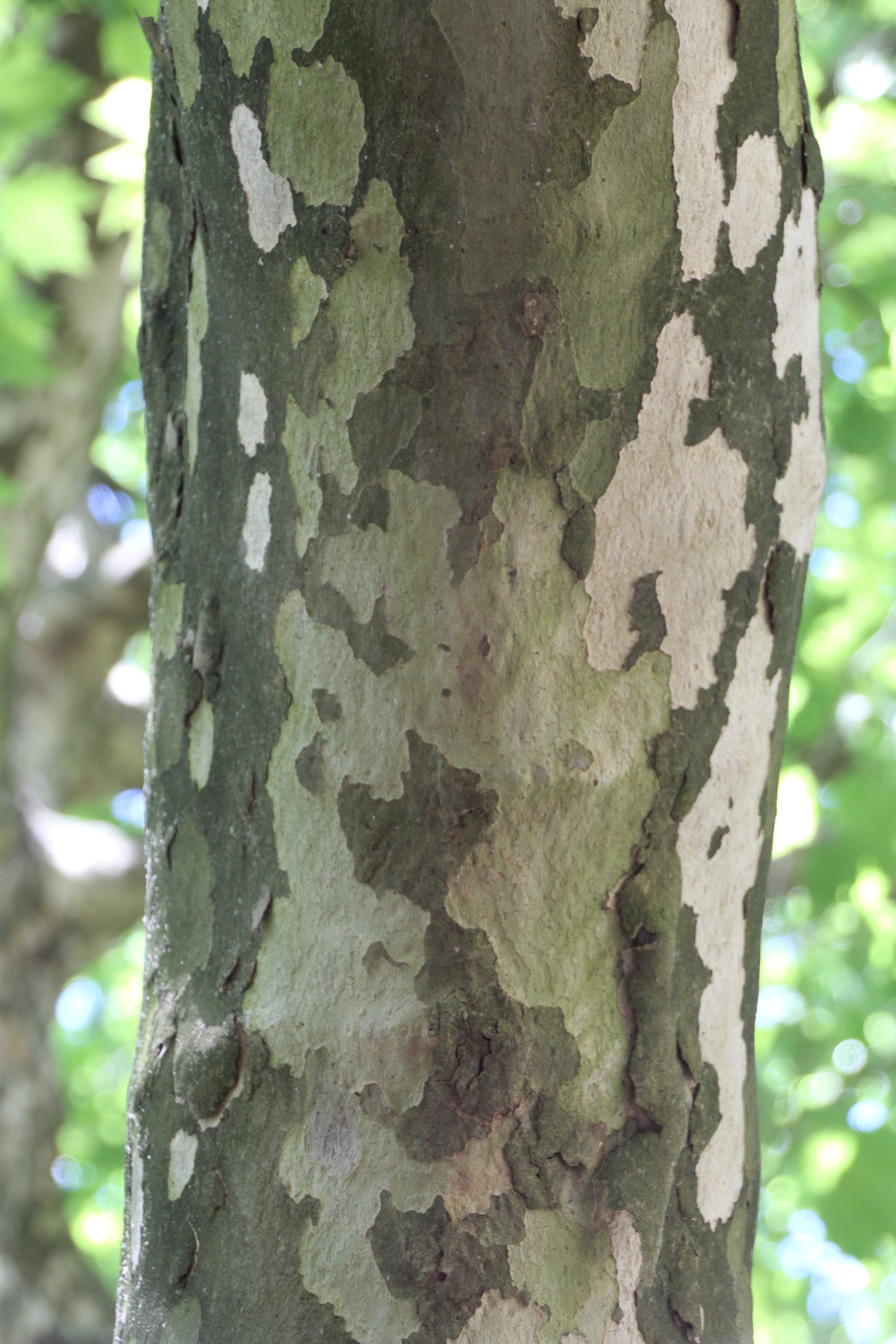 tree, bark, log, structure, tree trunk, focus on foreground