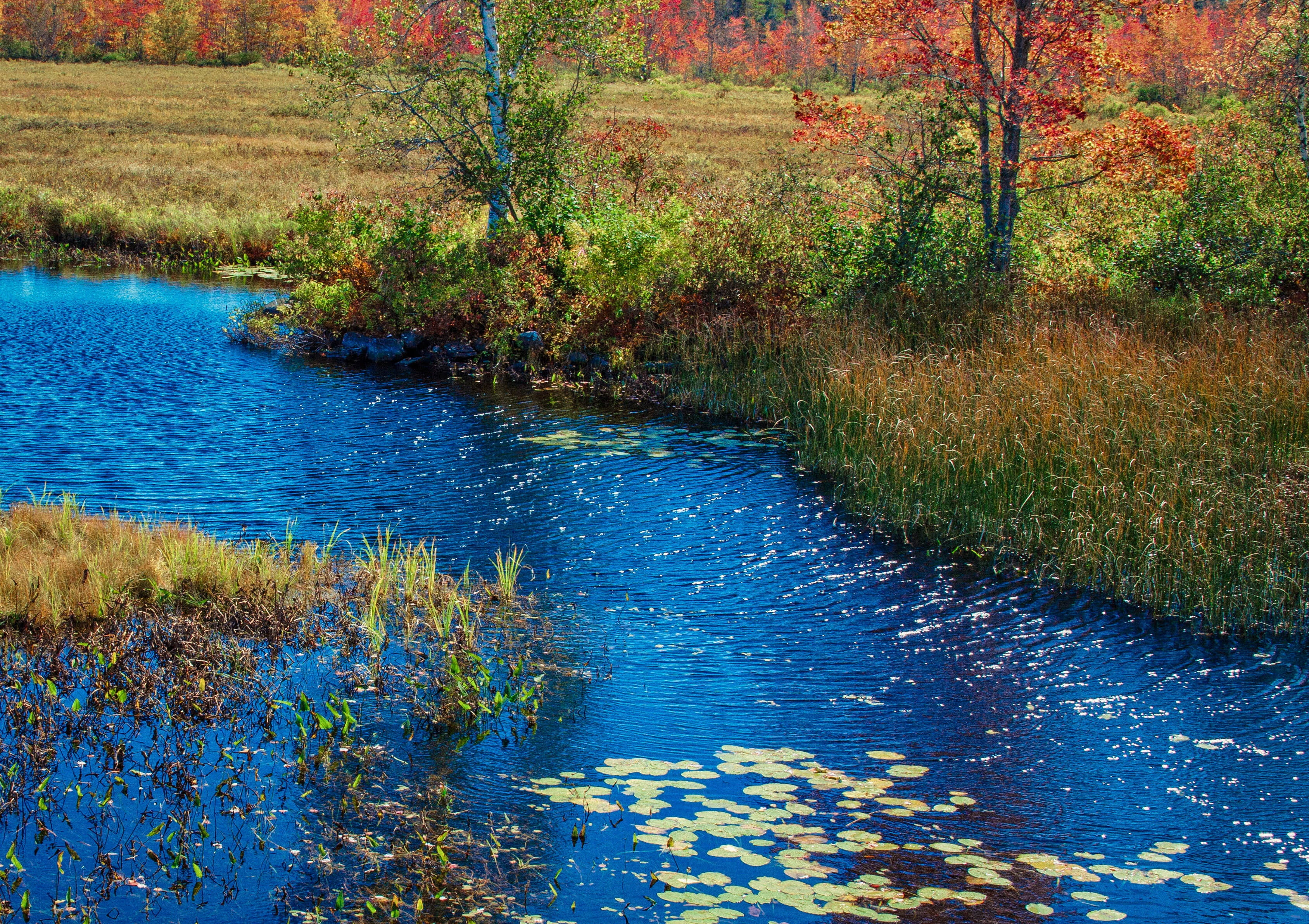 Maine, Fall, River, water, nature, reflection, blue, marsh