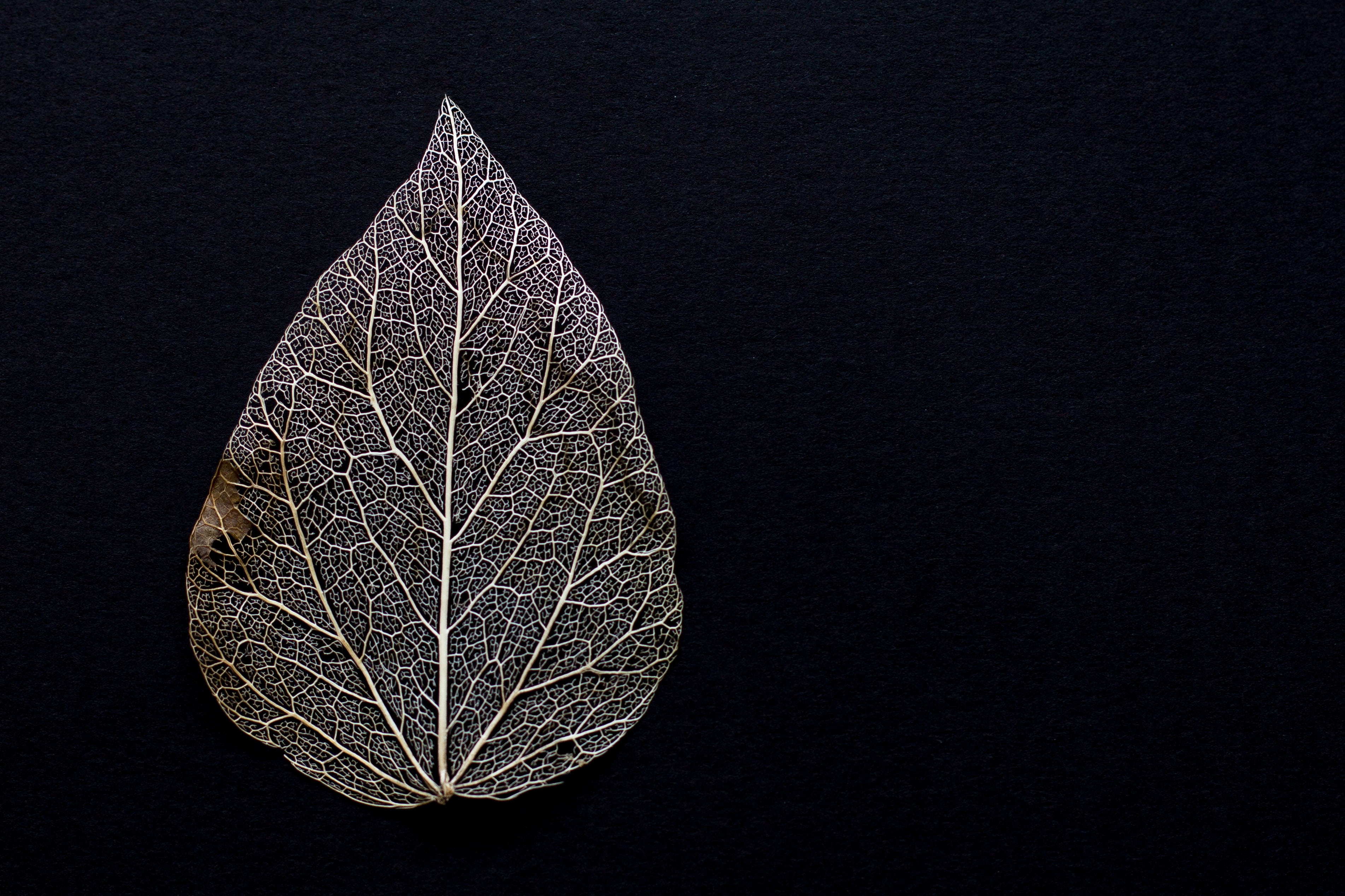 close-up of grey leaf against black background, withered, dry