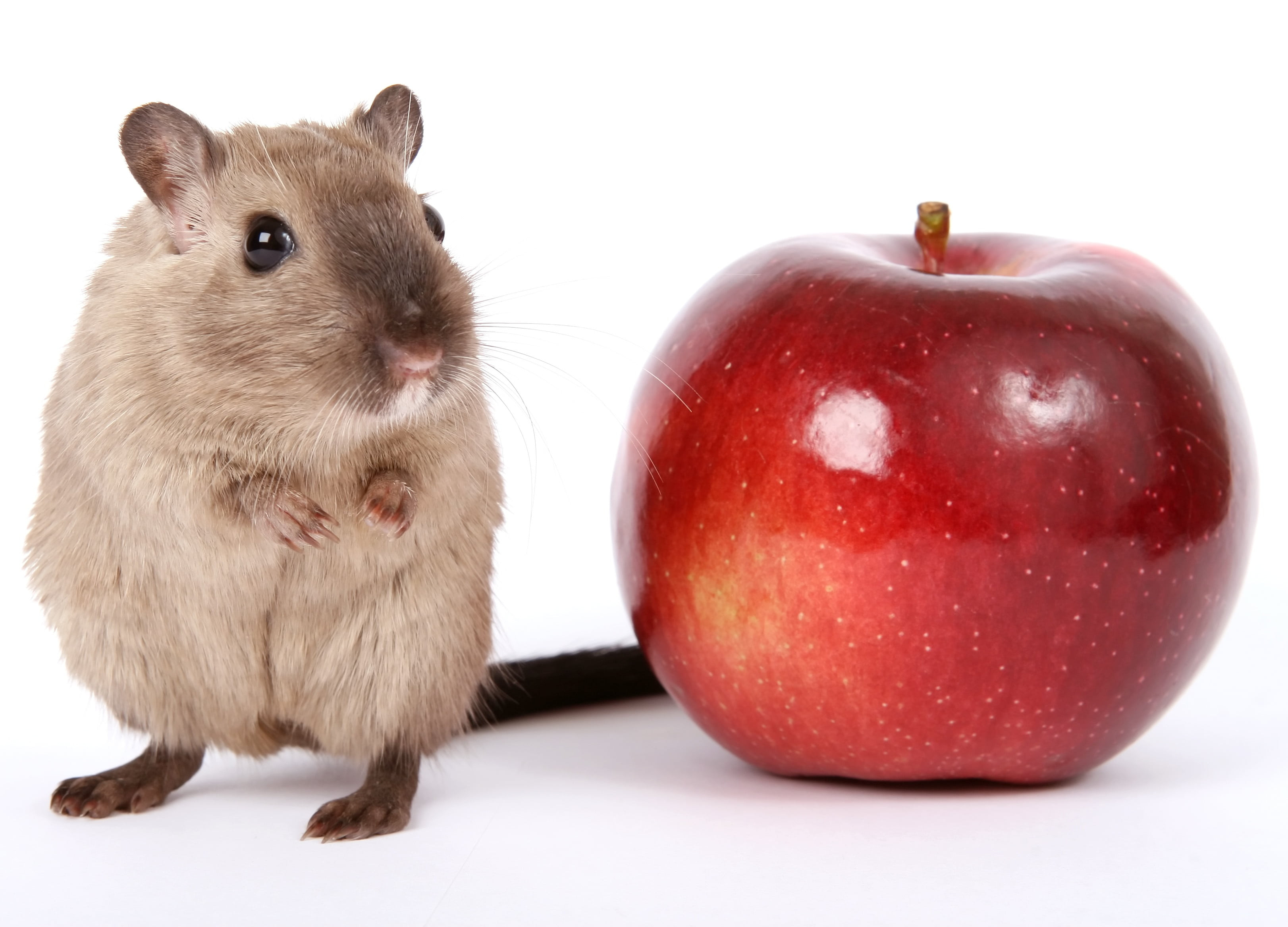 red apple beside brown rat closeup photography, animal, breakfast