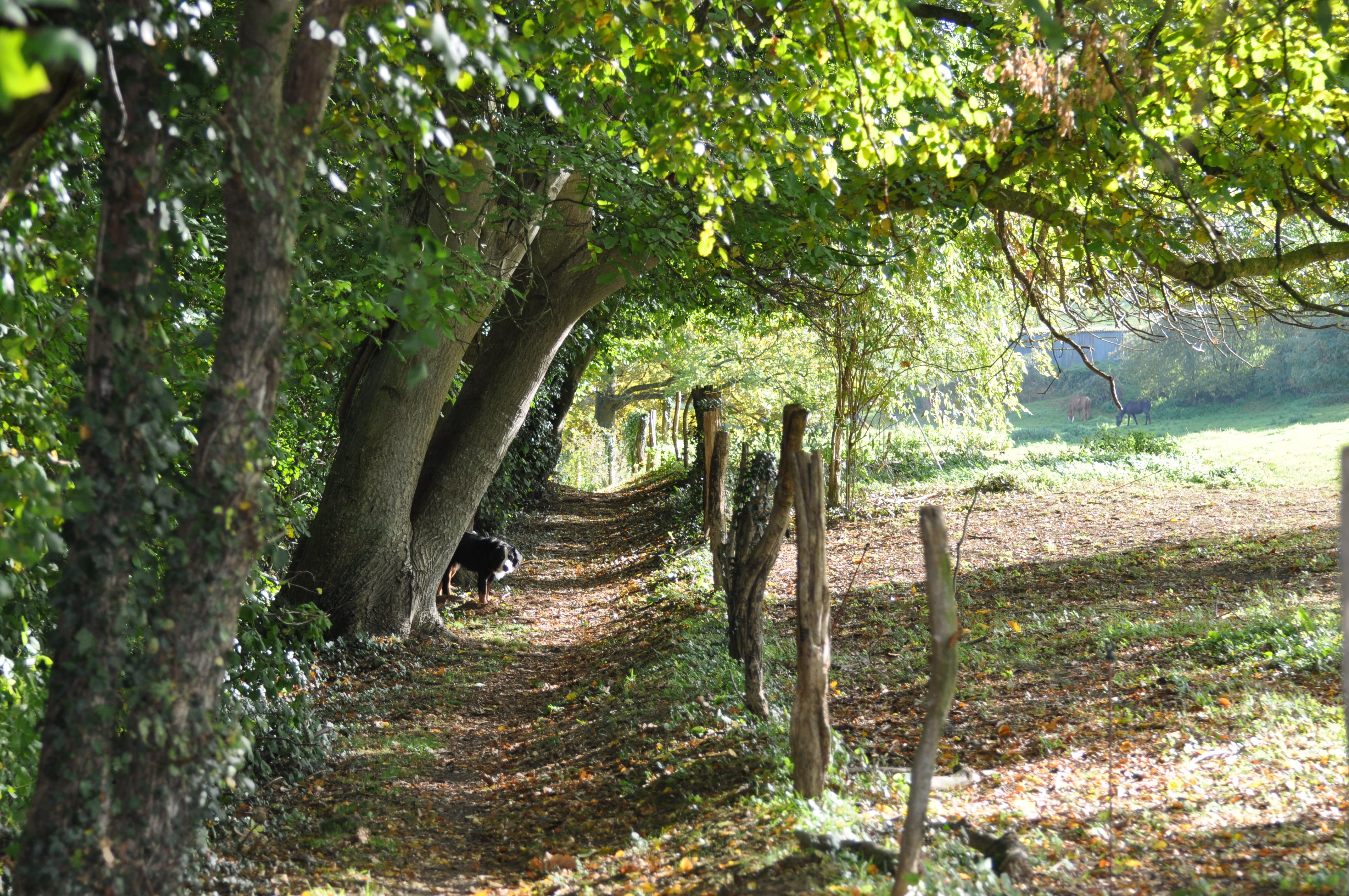 path, forest, wood, fall, undergrowth, landscape, trees, park
