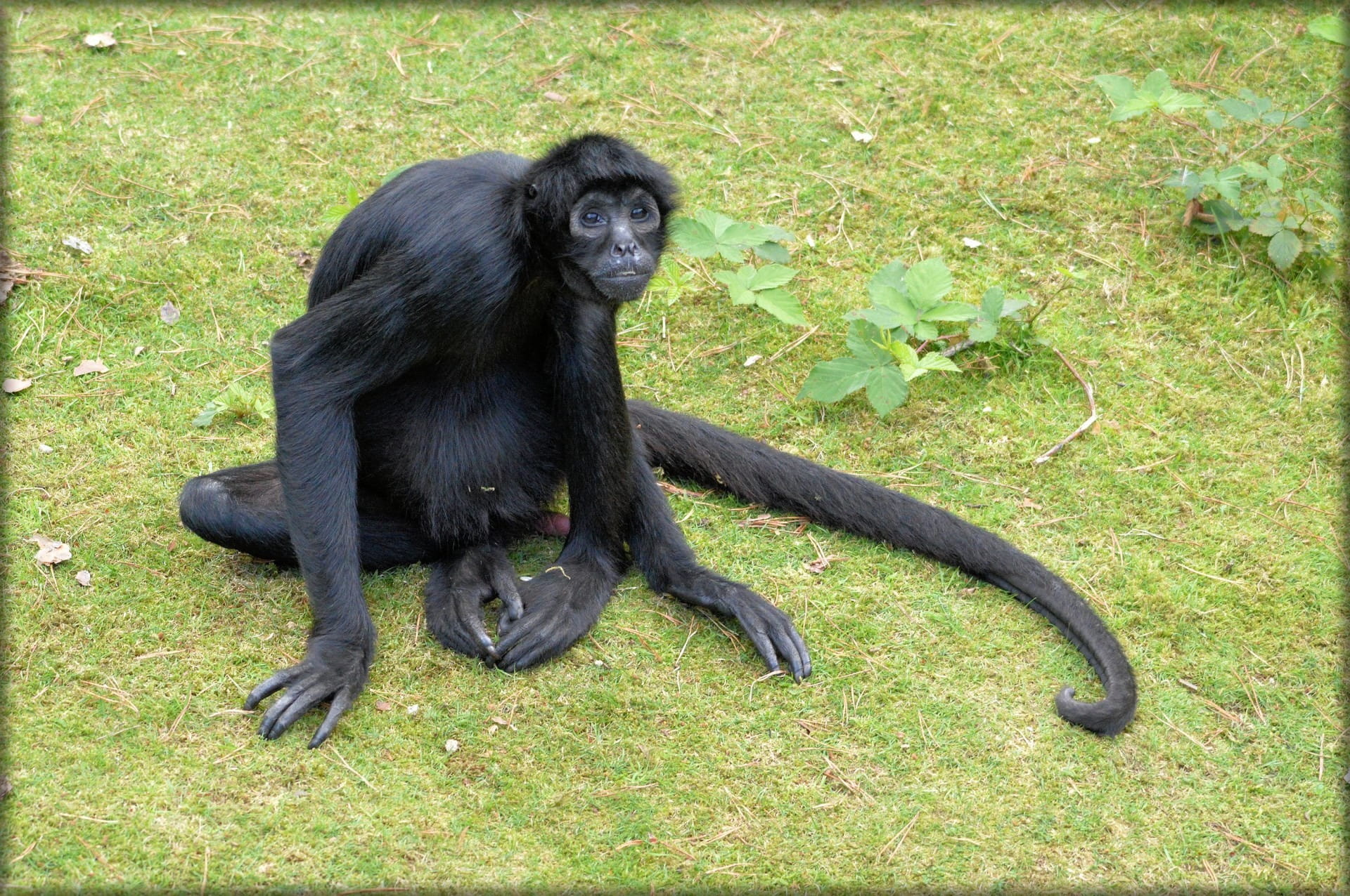 Monkey, Prehensile Tail Monkeys, spider monkey, forest devil