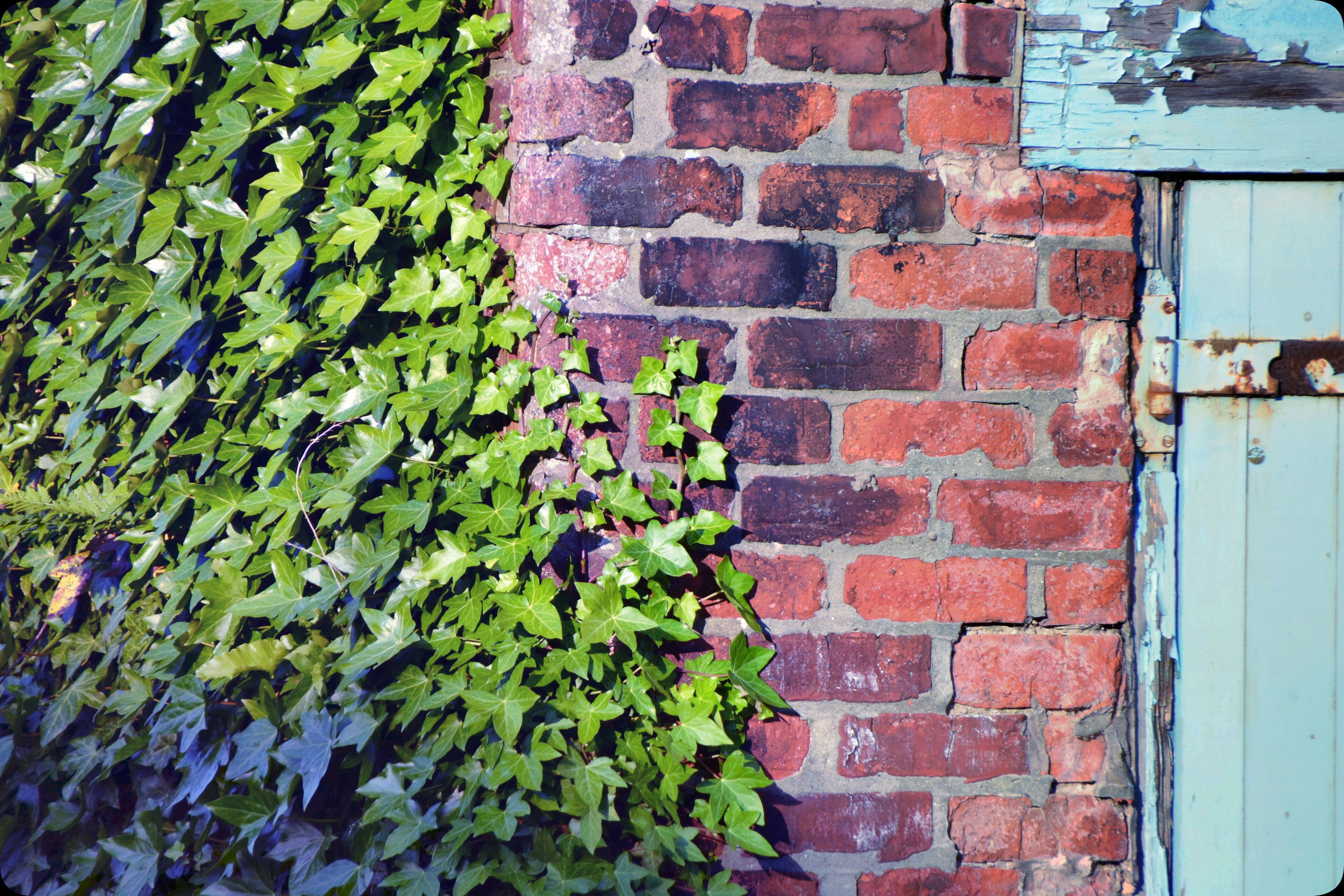wall, brick, brick wall, texture, aged, pattern, brickwall