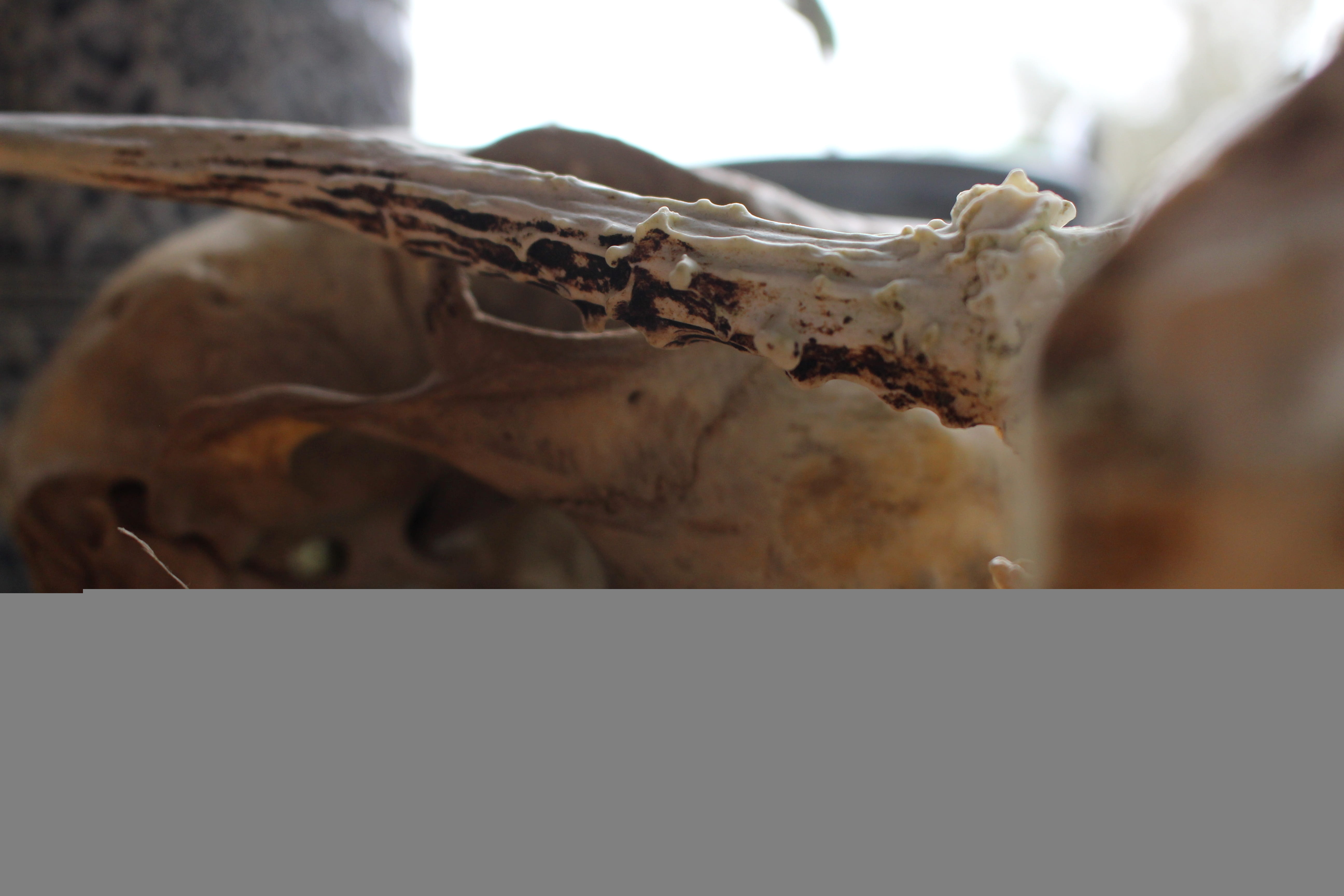 close up, bone, skeleton, close-up, selective focus, no people