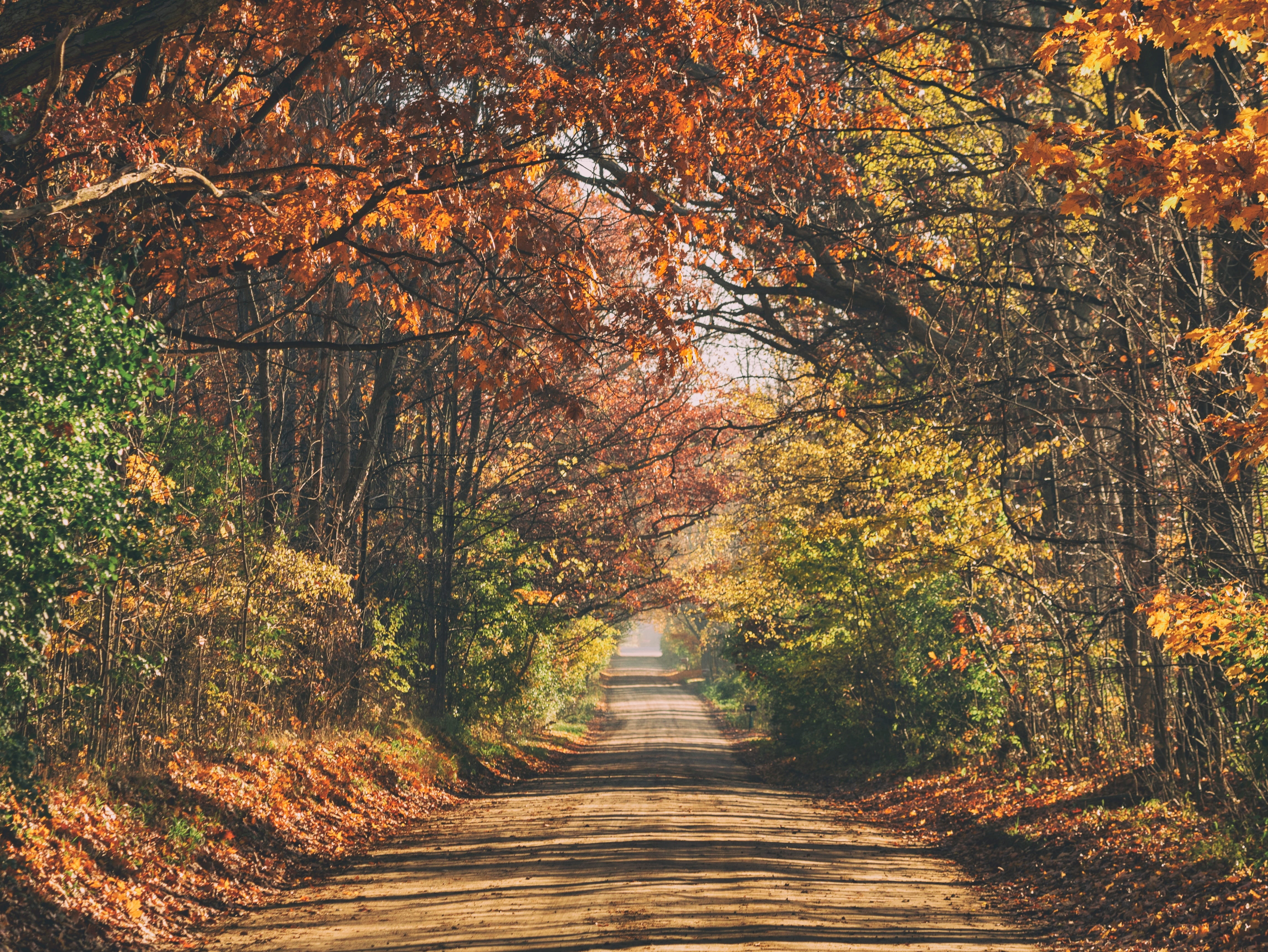 path, road, trees, plants, nature, leaf, autumn, direction