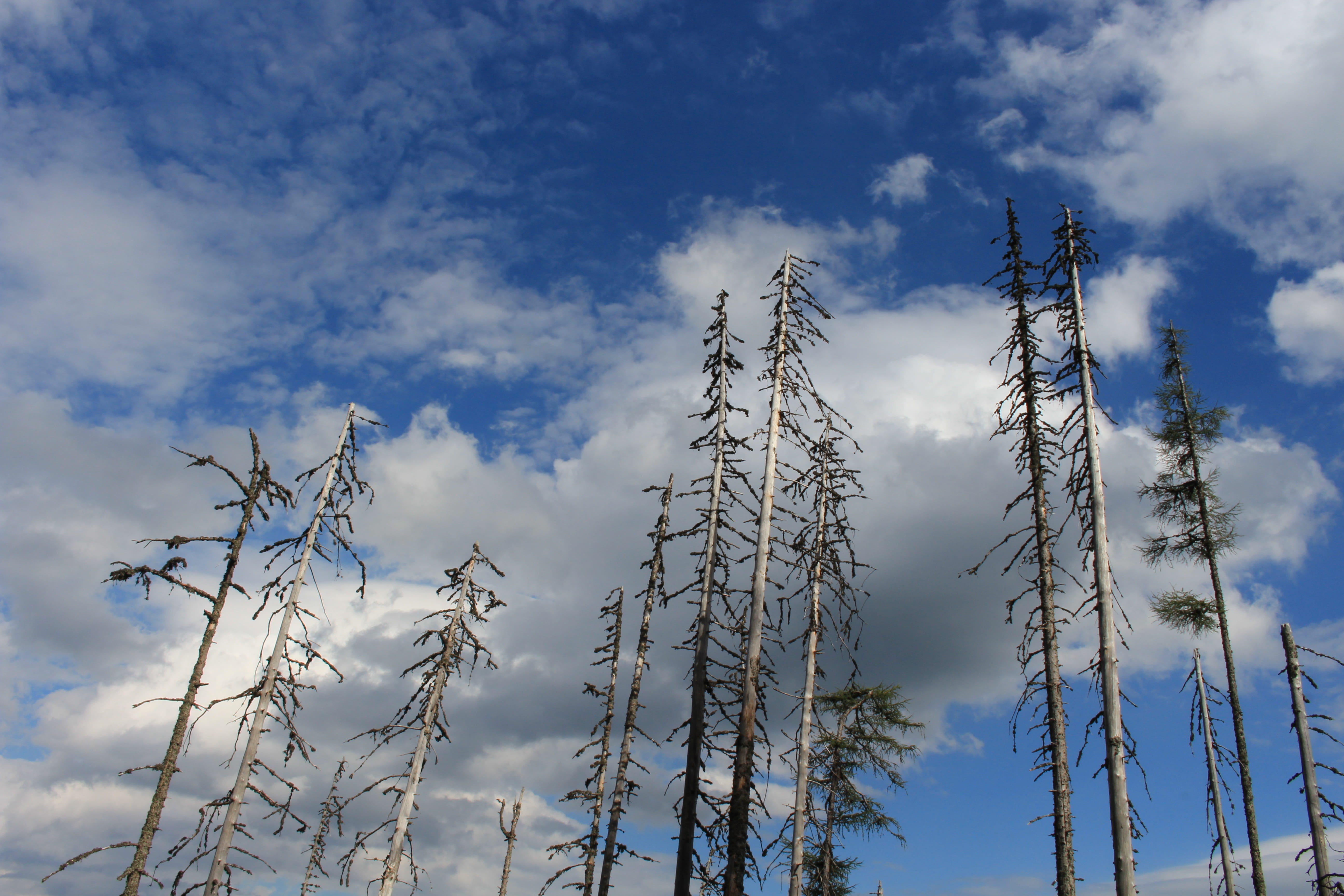 sky, clouds, tree, landscape, nature, cloud - sky, low angle view