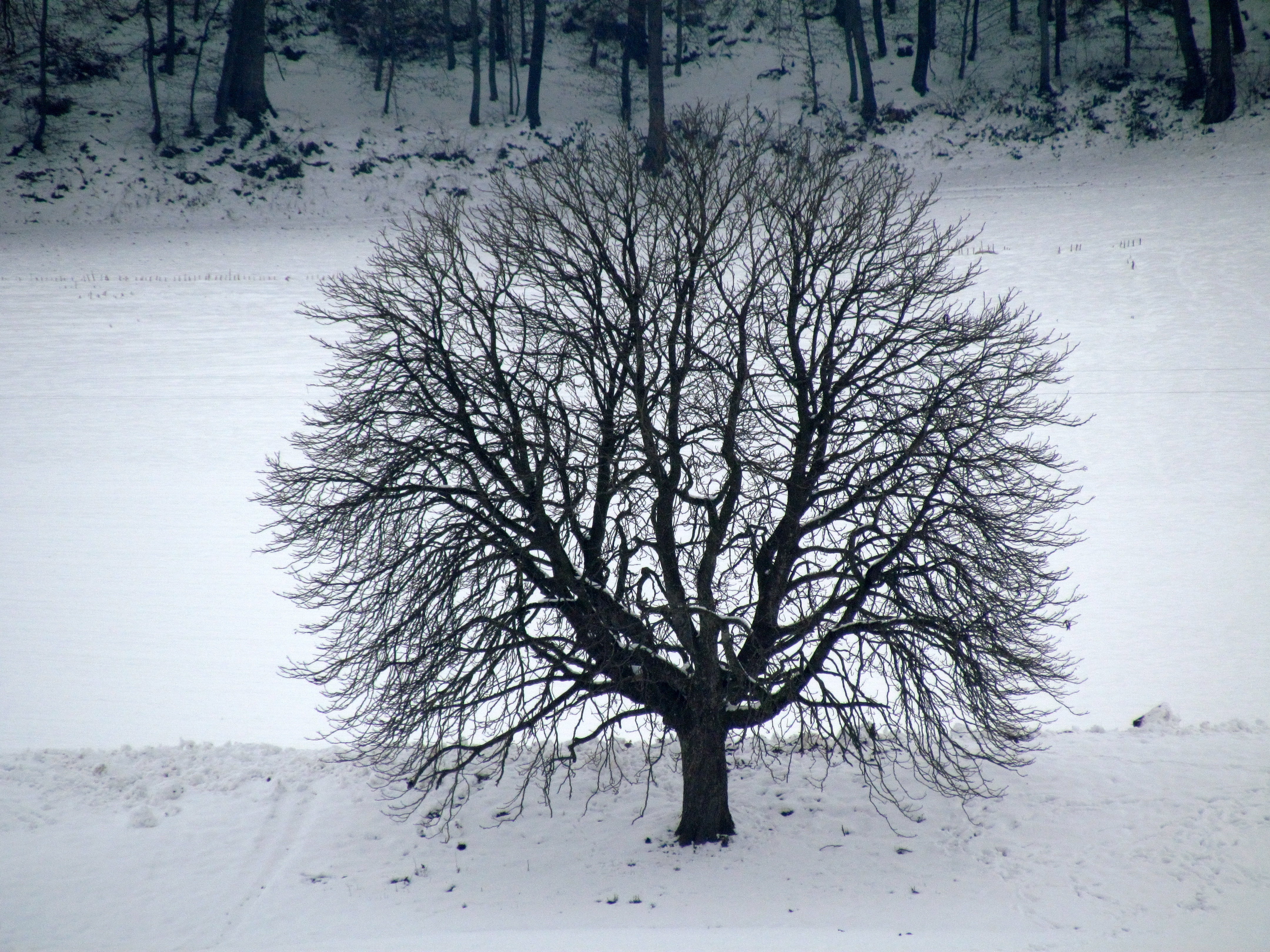 tree, winter, snow, cold temperature, bare tree, plant, land